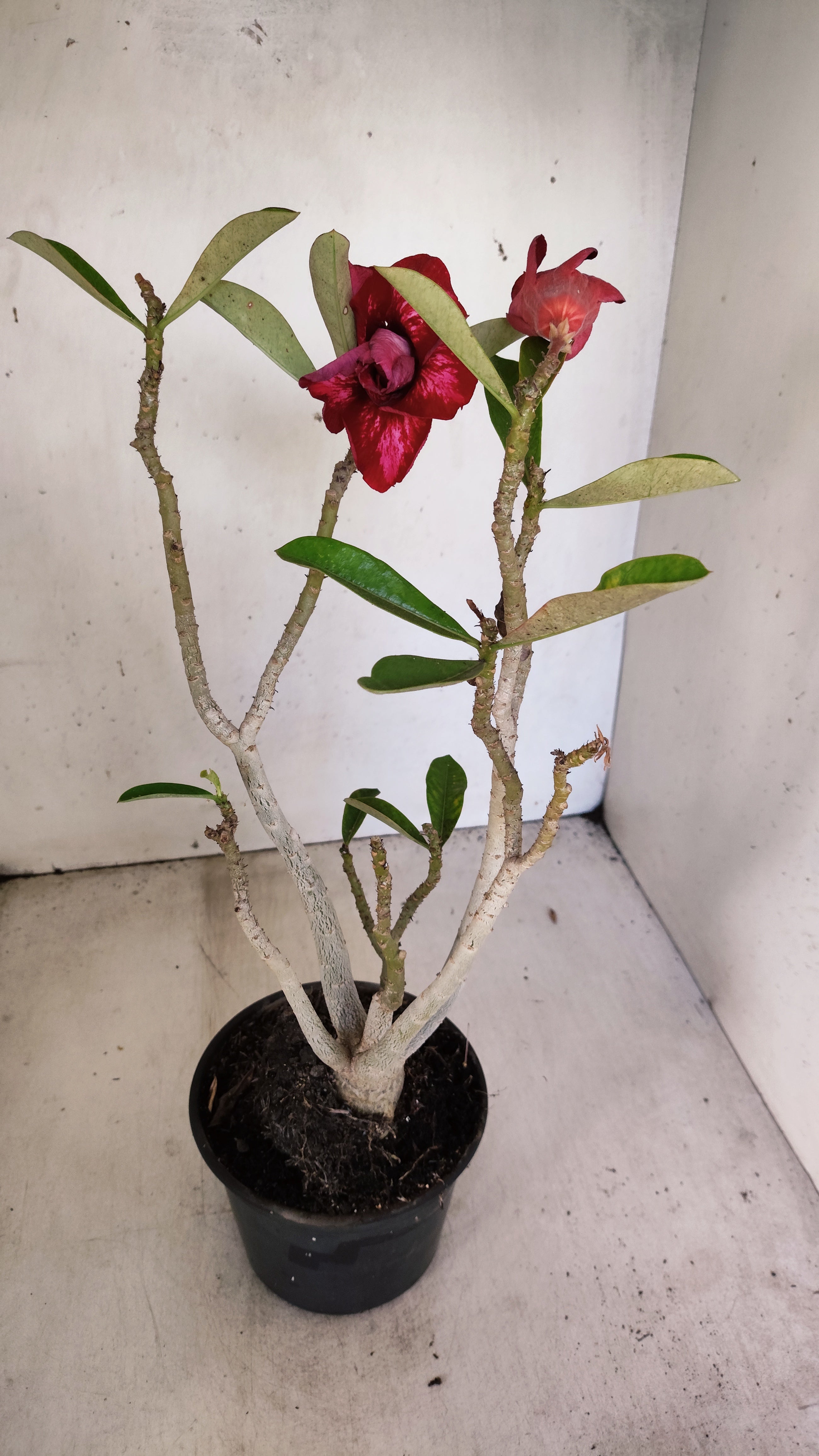 Planta Dobrada 3960 – 35cm – 02 anos