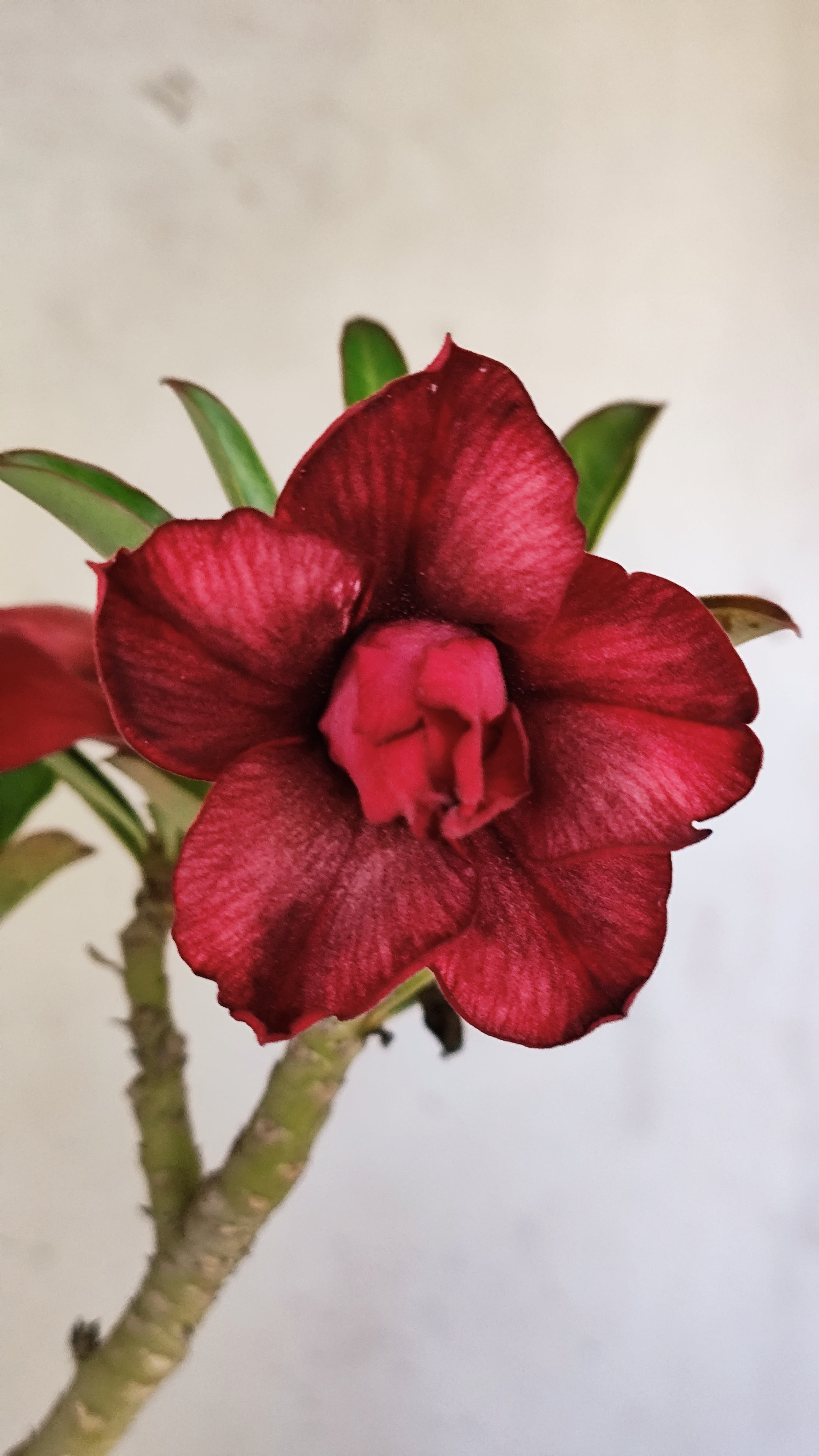 Planta Dobrada 3961 – 30cm – 02 anos