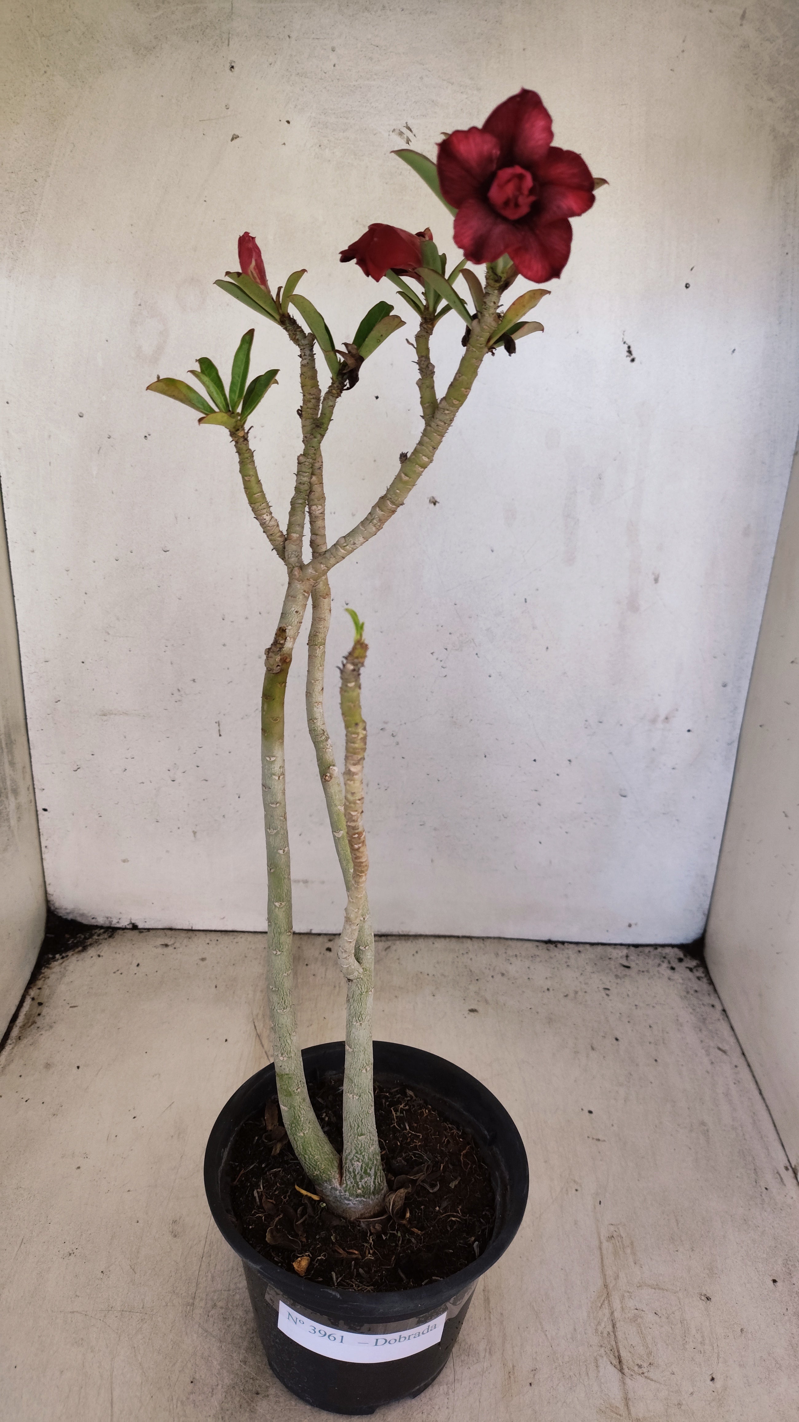 Planta Dobrada 3961 – 30cm – 02 anos