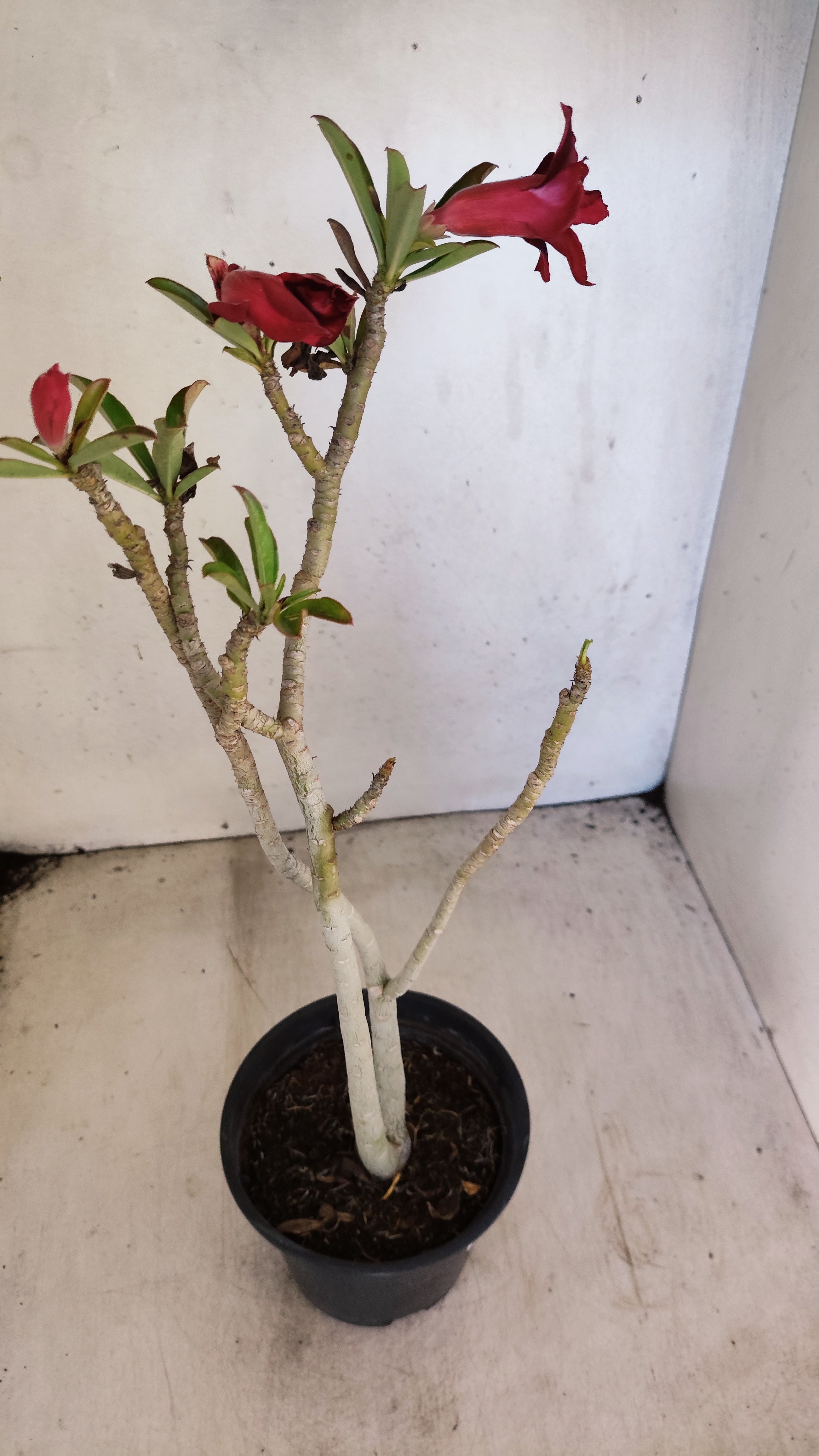 Planta Dobrada 3961 – 30cm – 02 anos