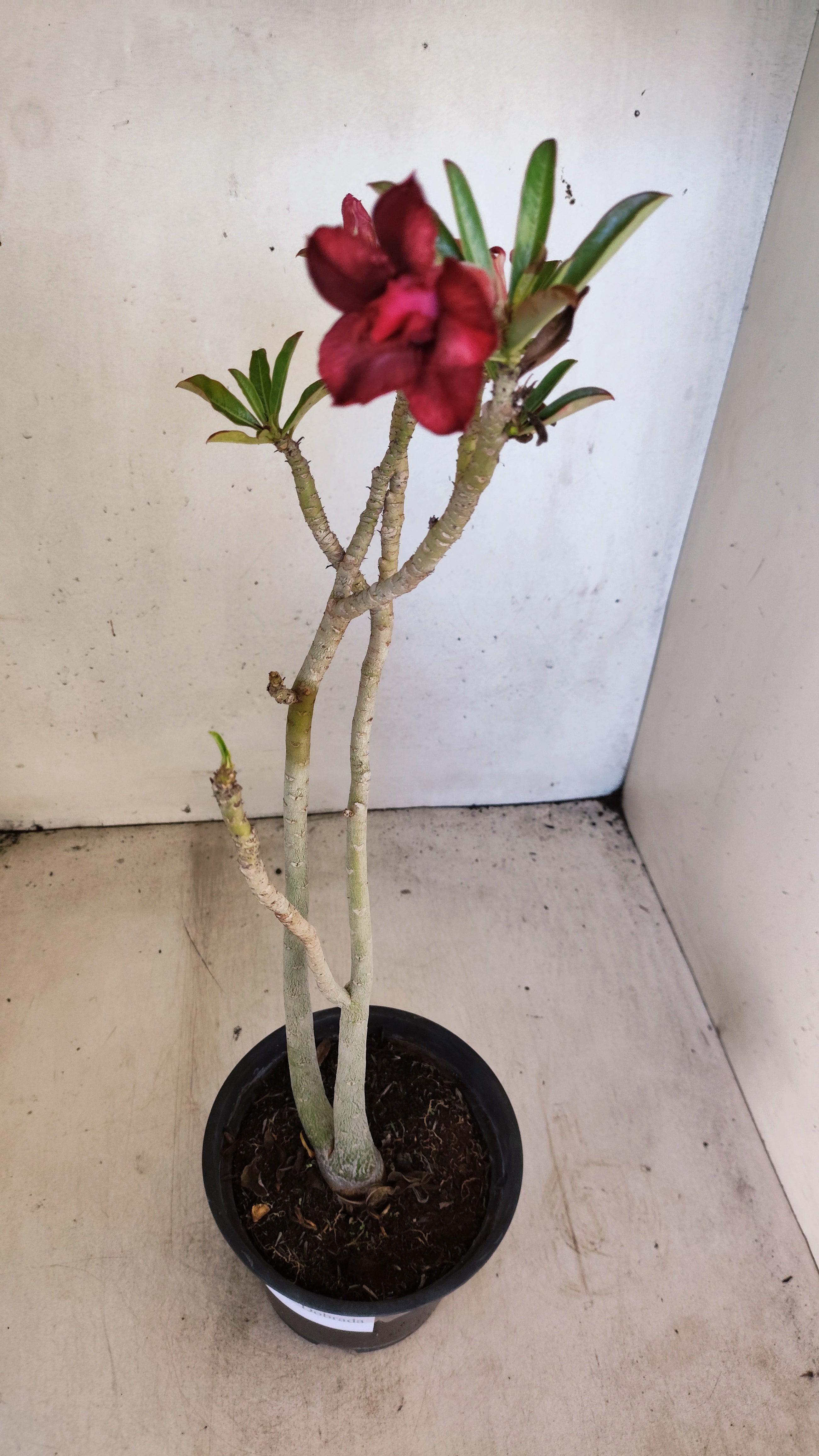Planta Dobrada 3961 – 30cm – 02 anos