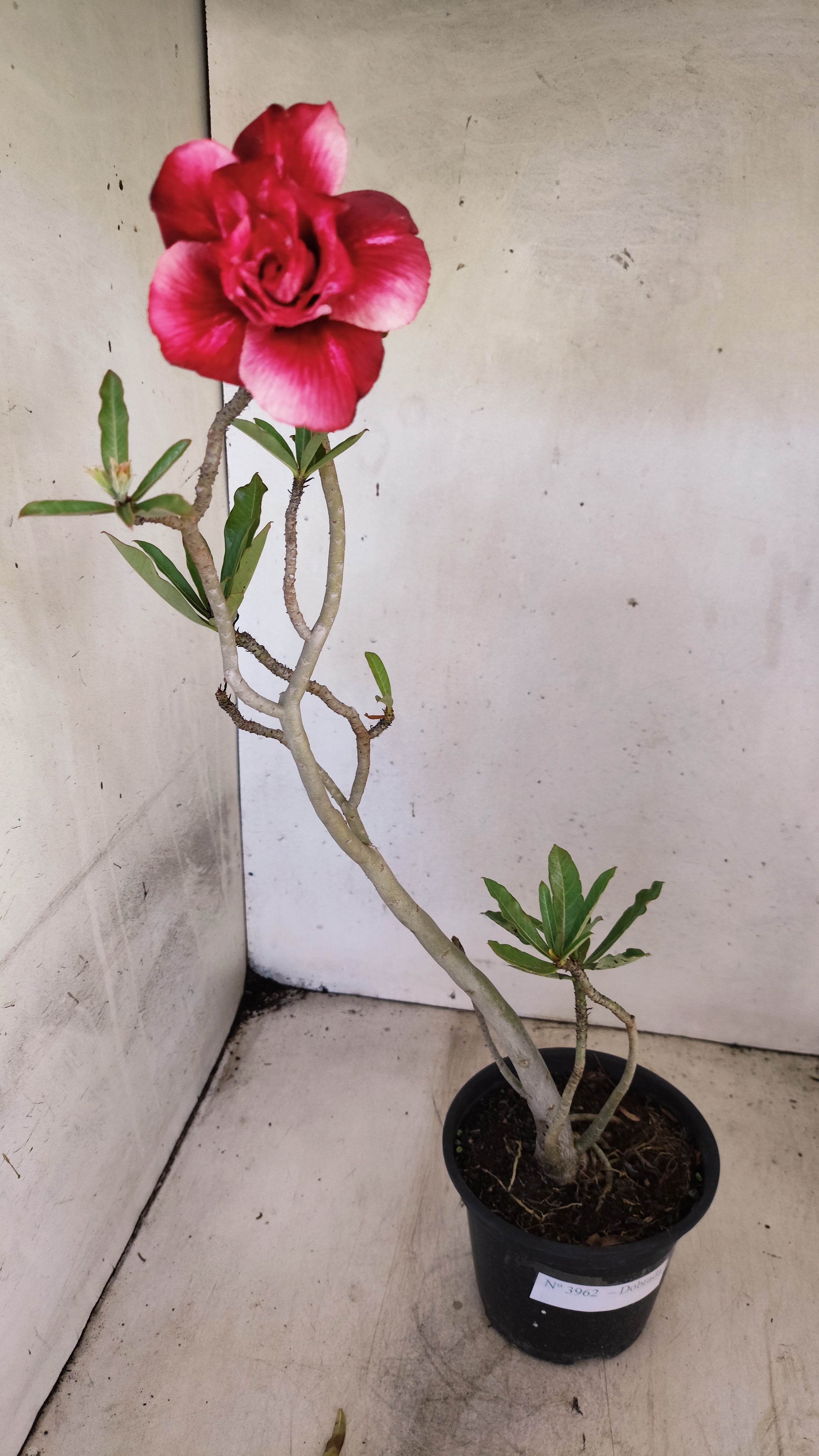 Planta Dobrada 3962 – 35cm – 03 anos
