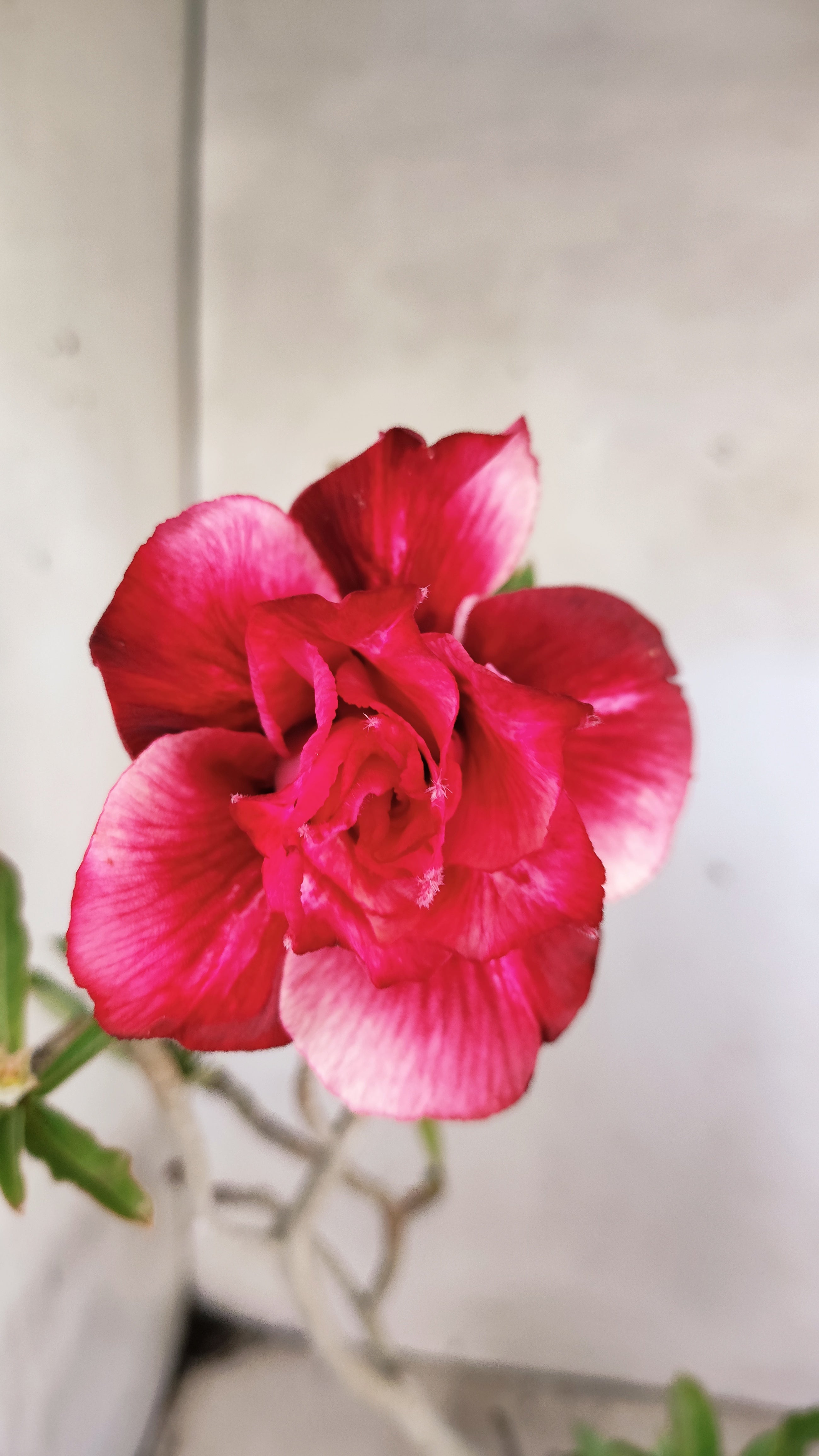 Planta Dobrada 3962 – 35cm – 03 anos