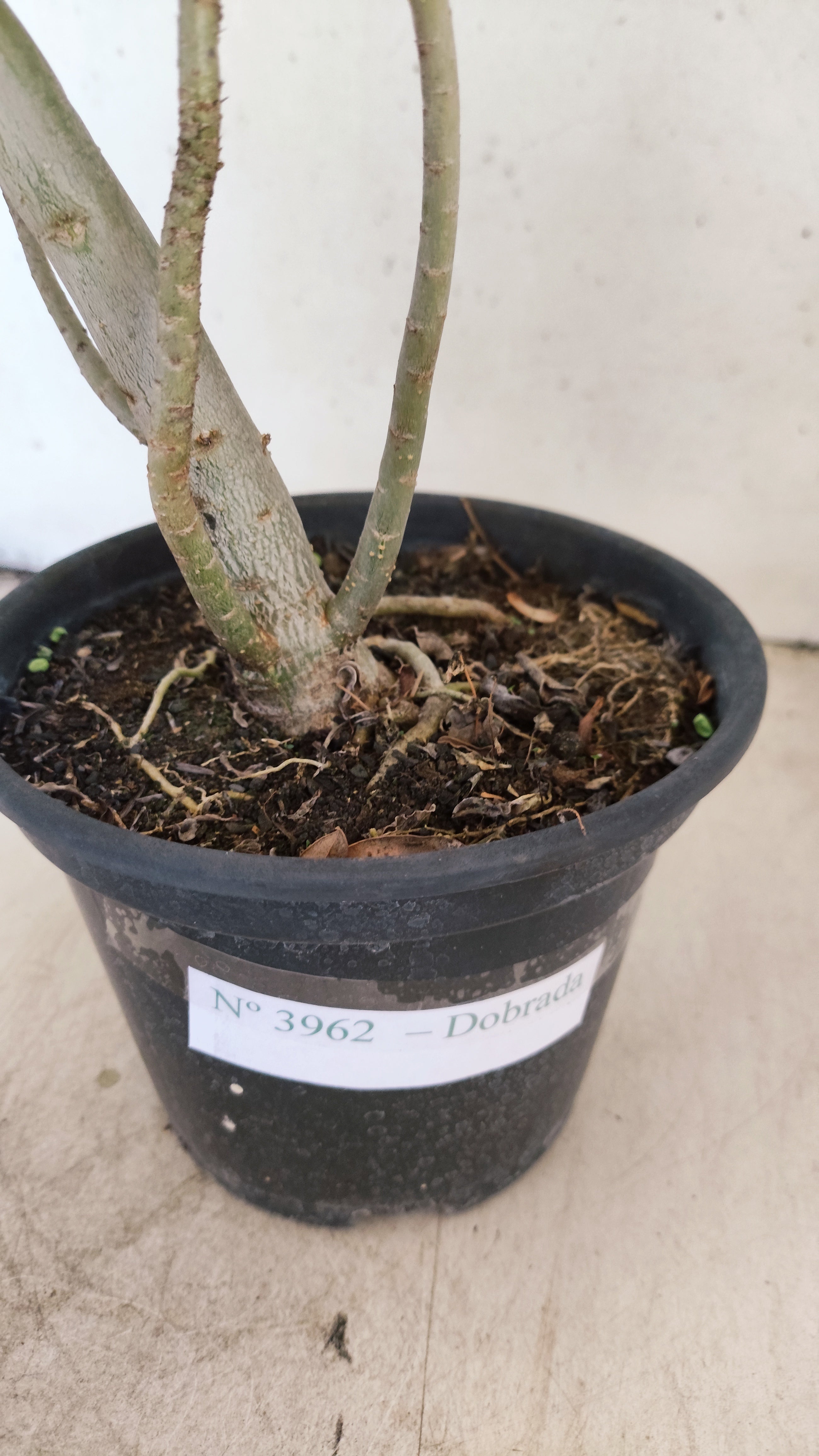 Planta Dobrada 3962 – 35cm – 03 anos