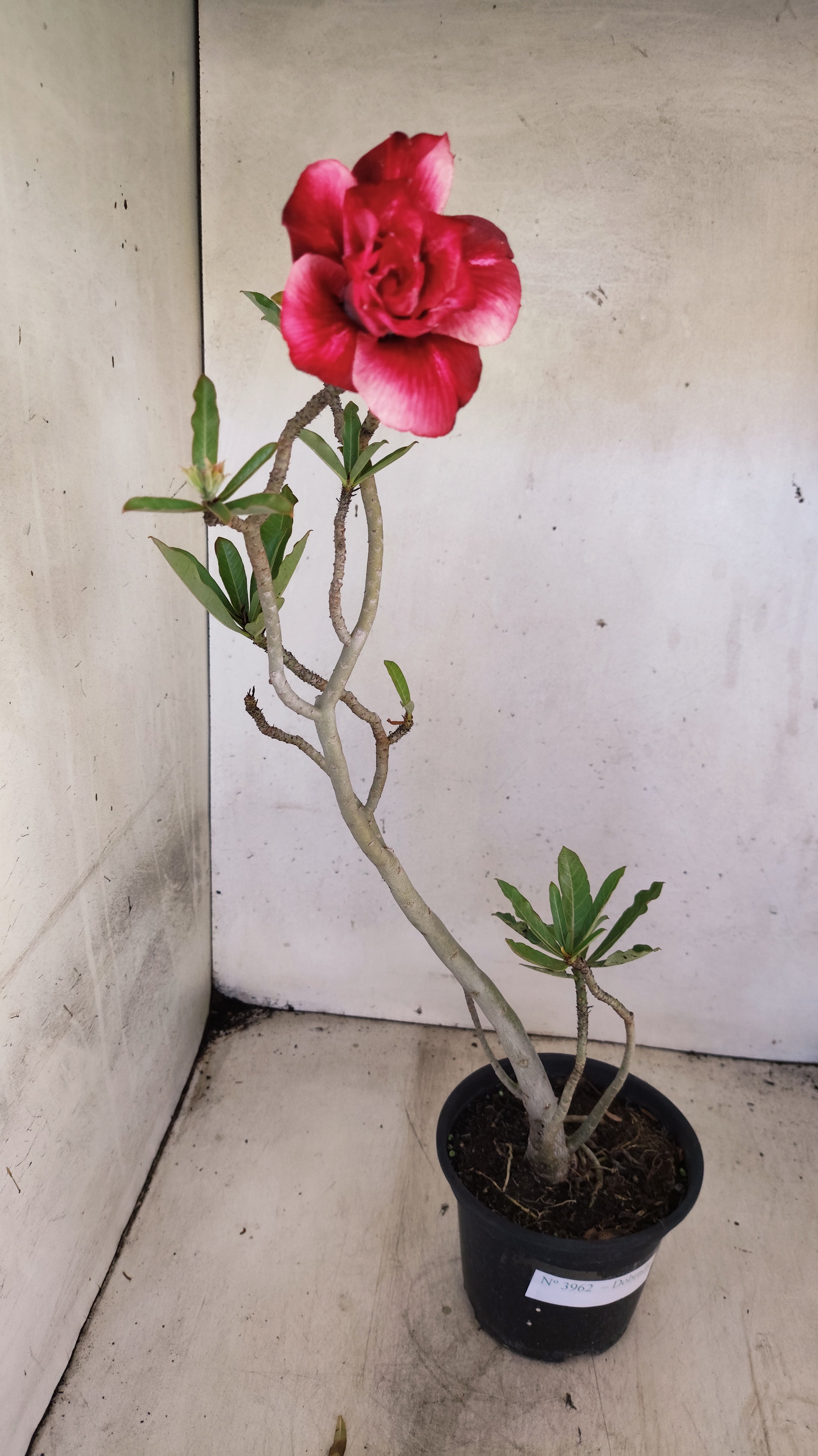 Planta Dobrada 3962 – 35cm – 03 anos