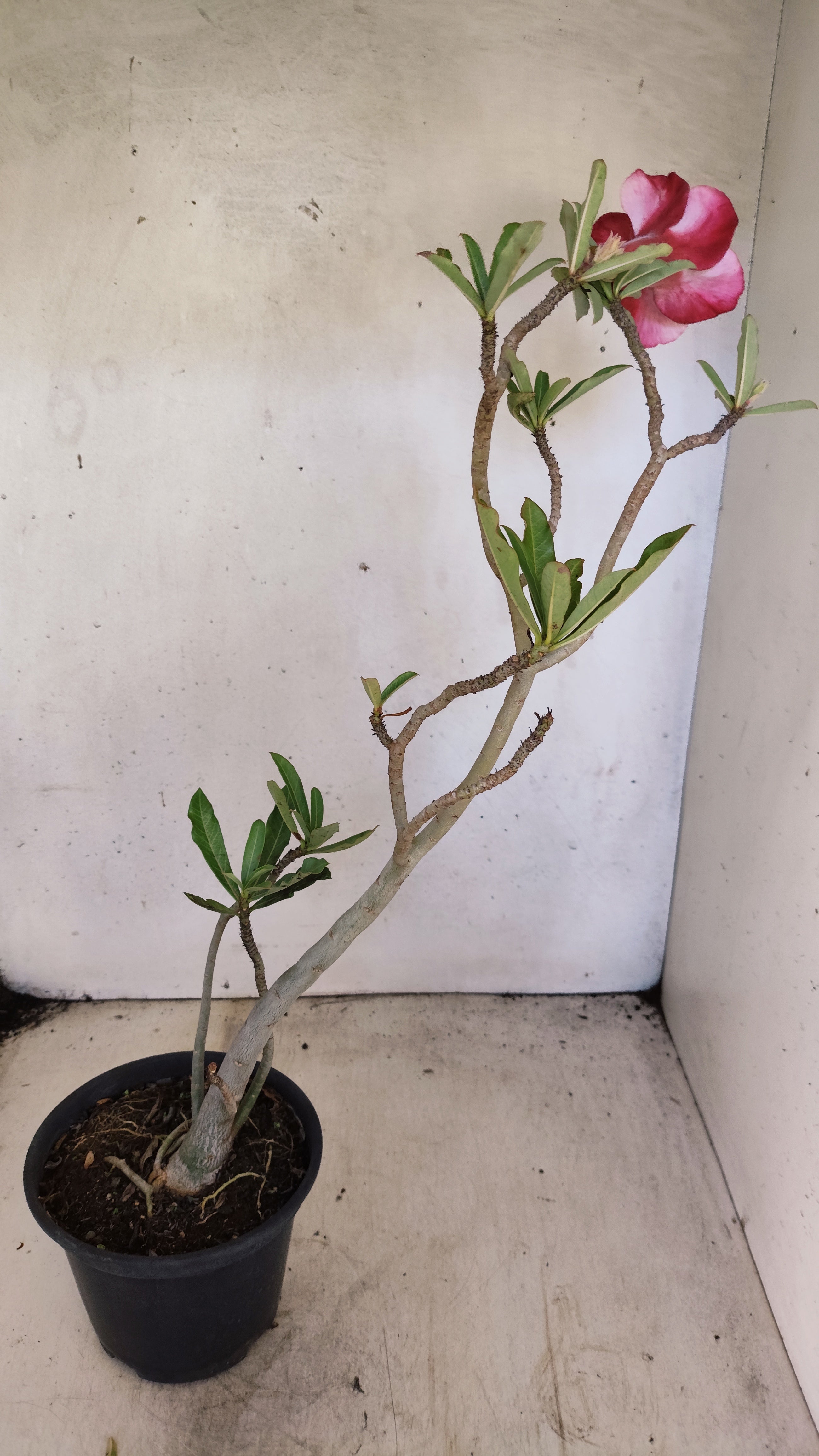 Planta Dobrada 3962 – 35cm – 03 anos