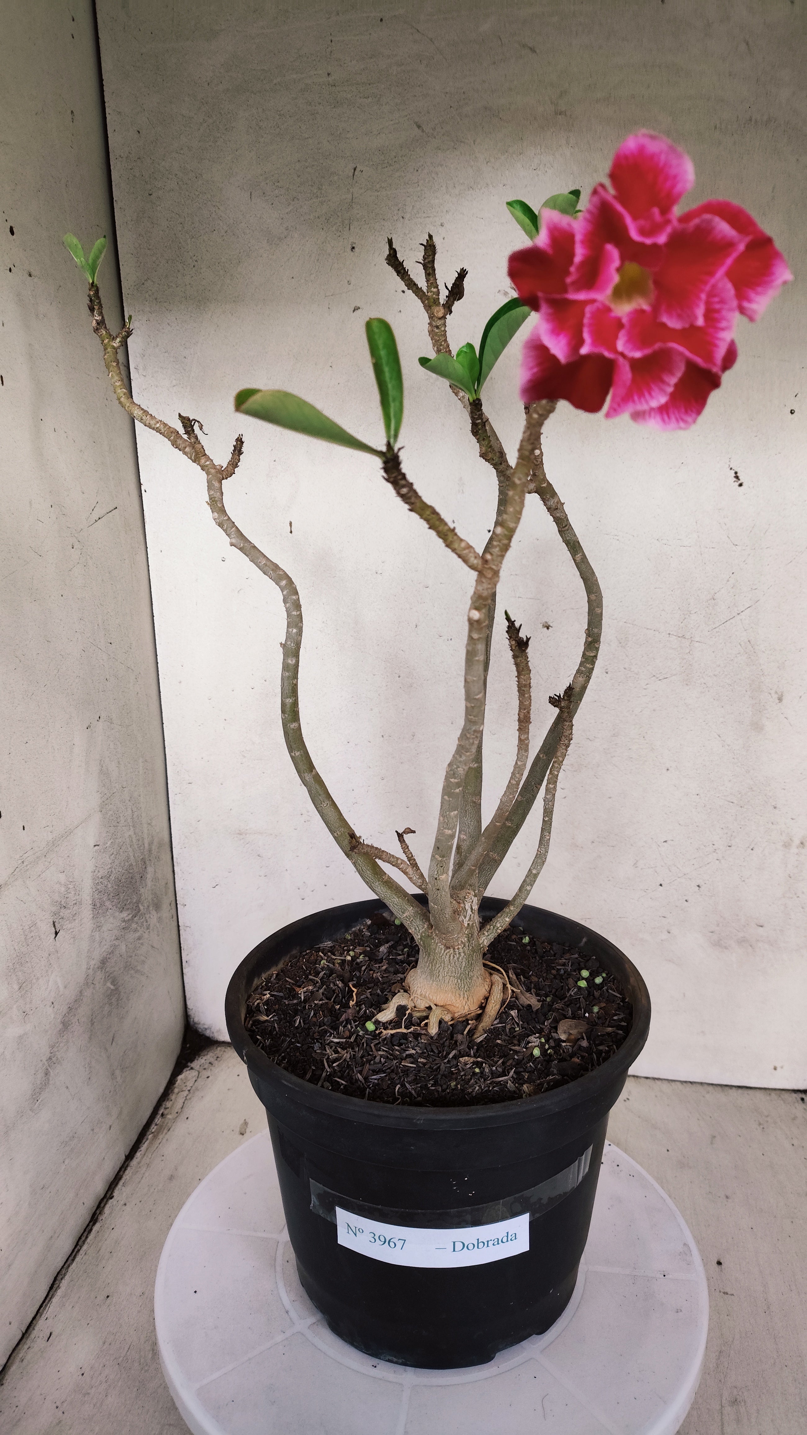 Planta Dobrada 3967 – 40cm – 03 anos