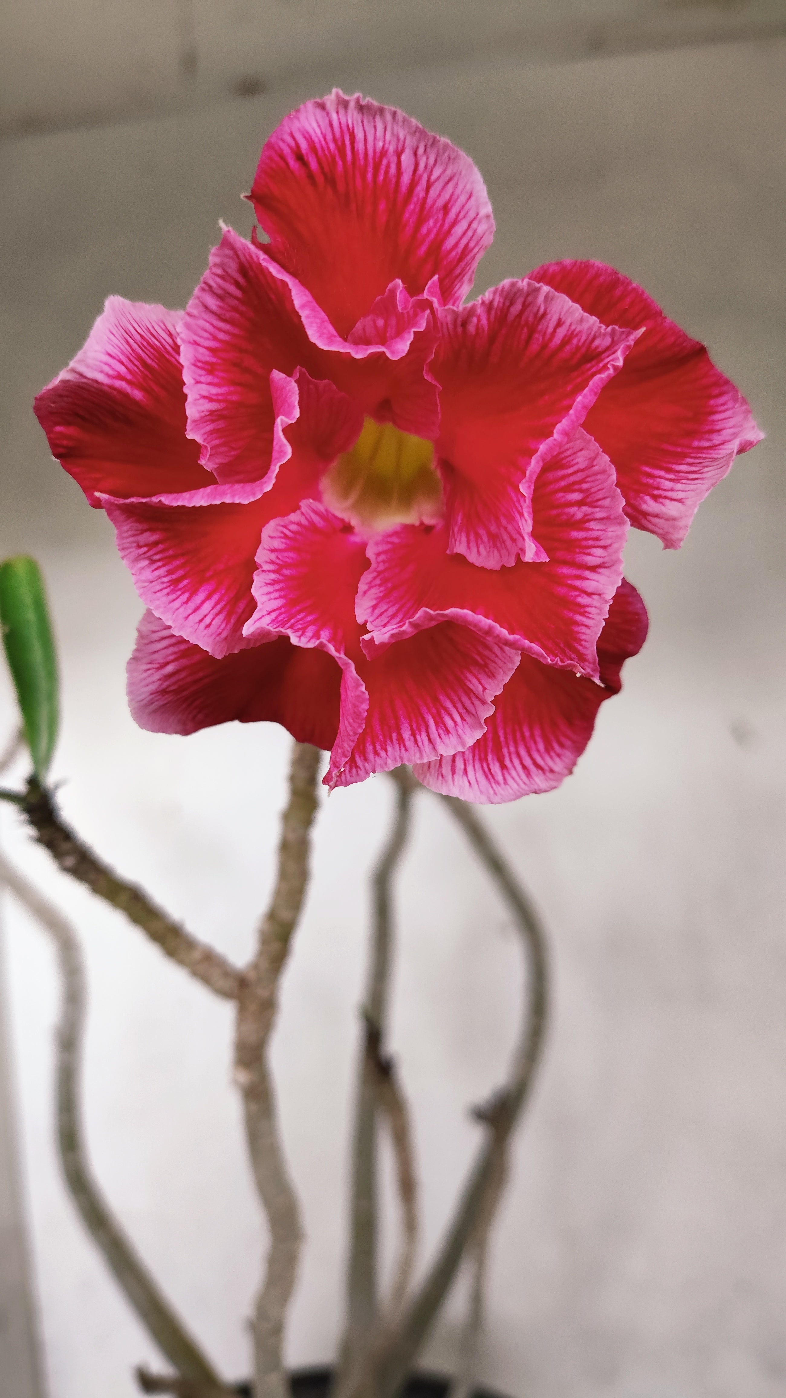 Planta Dobrada 3967 – 40cm – 03 anos