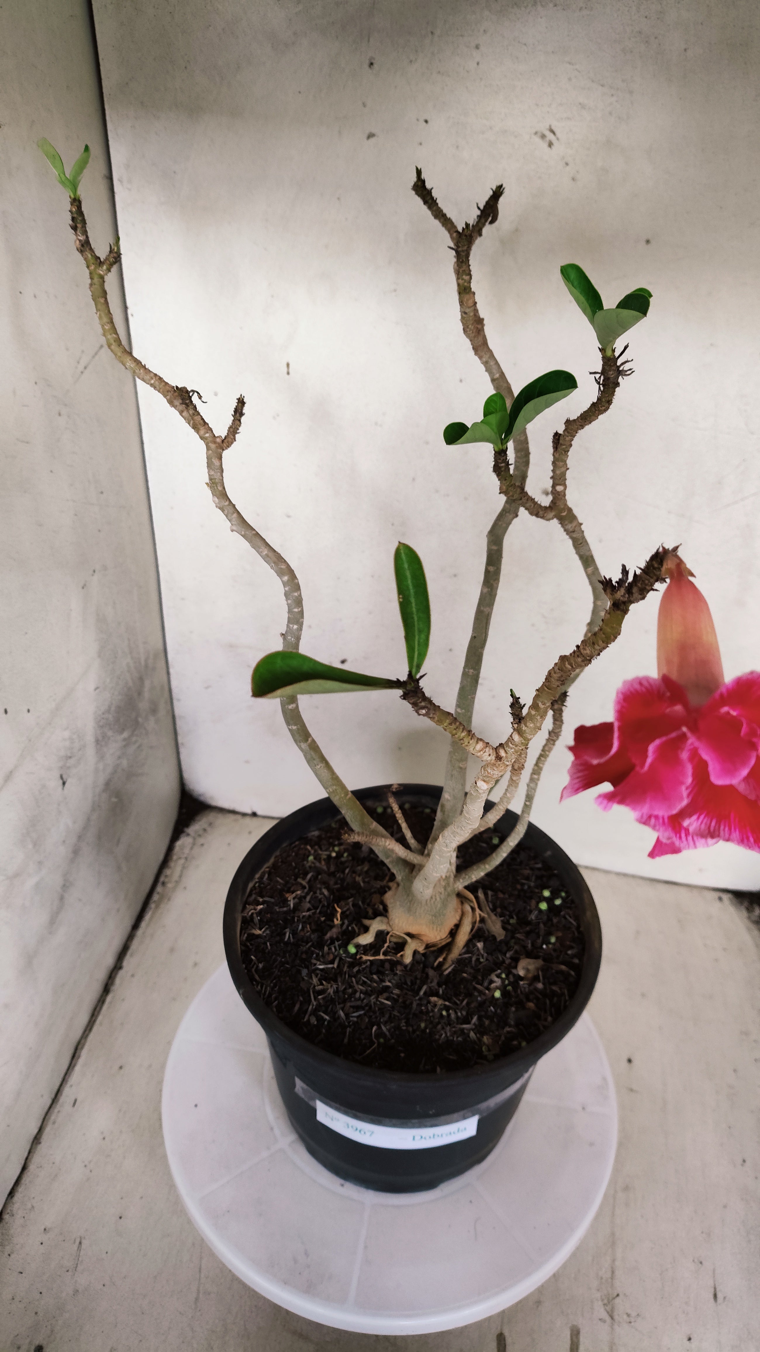 Planta Dobrada 3967 – 40cm – 03 anos