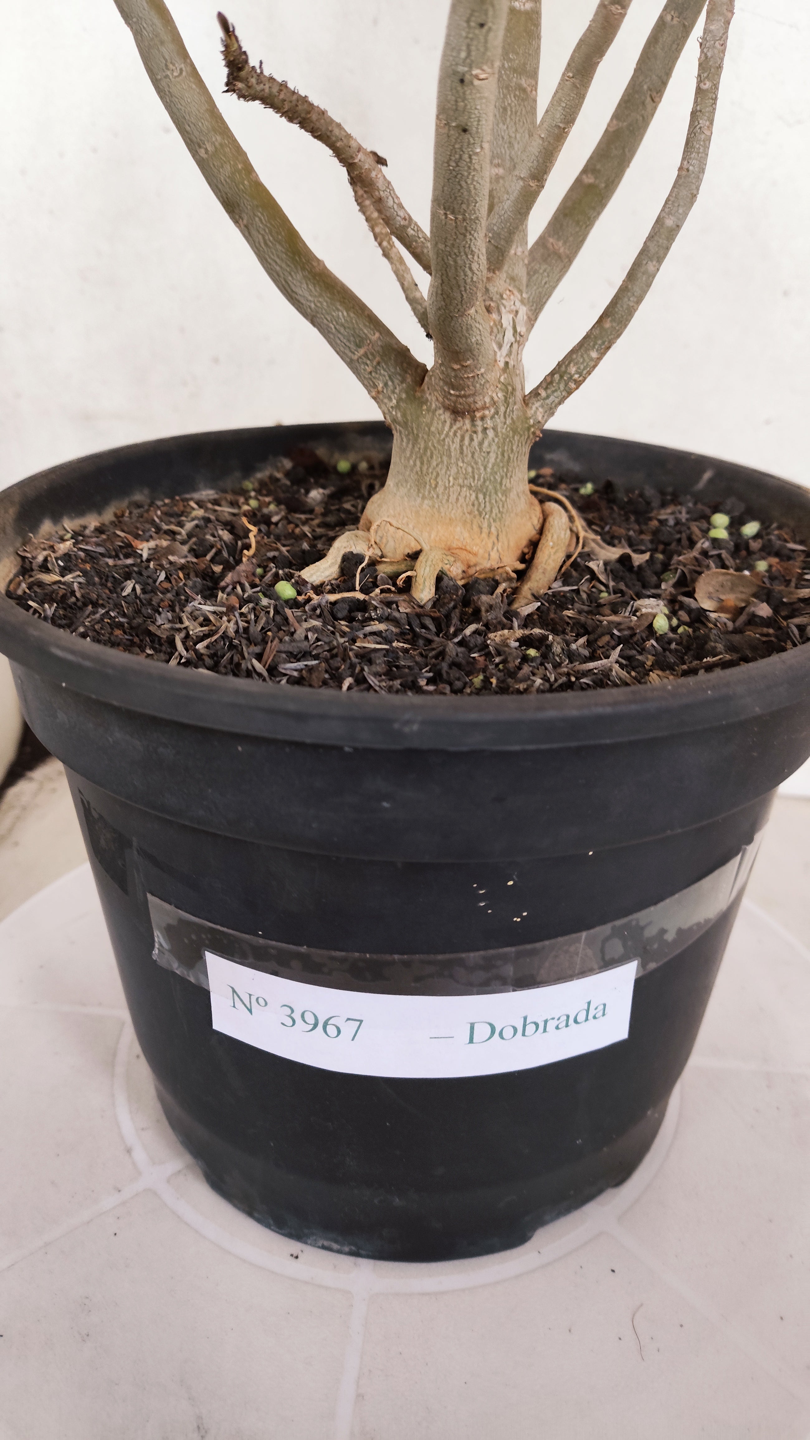 Planta Dobrada 3967 – 40cm – 03 anos