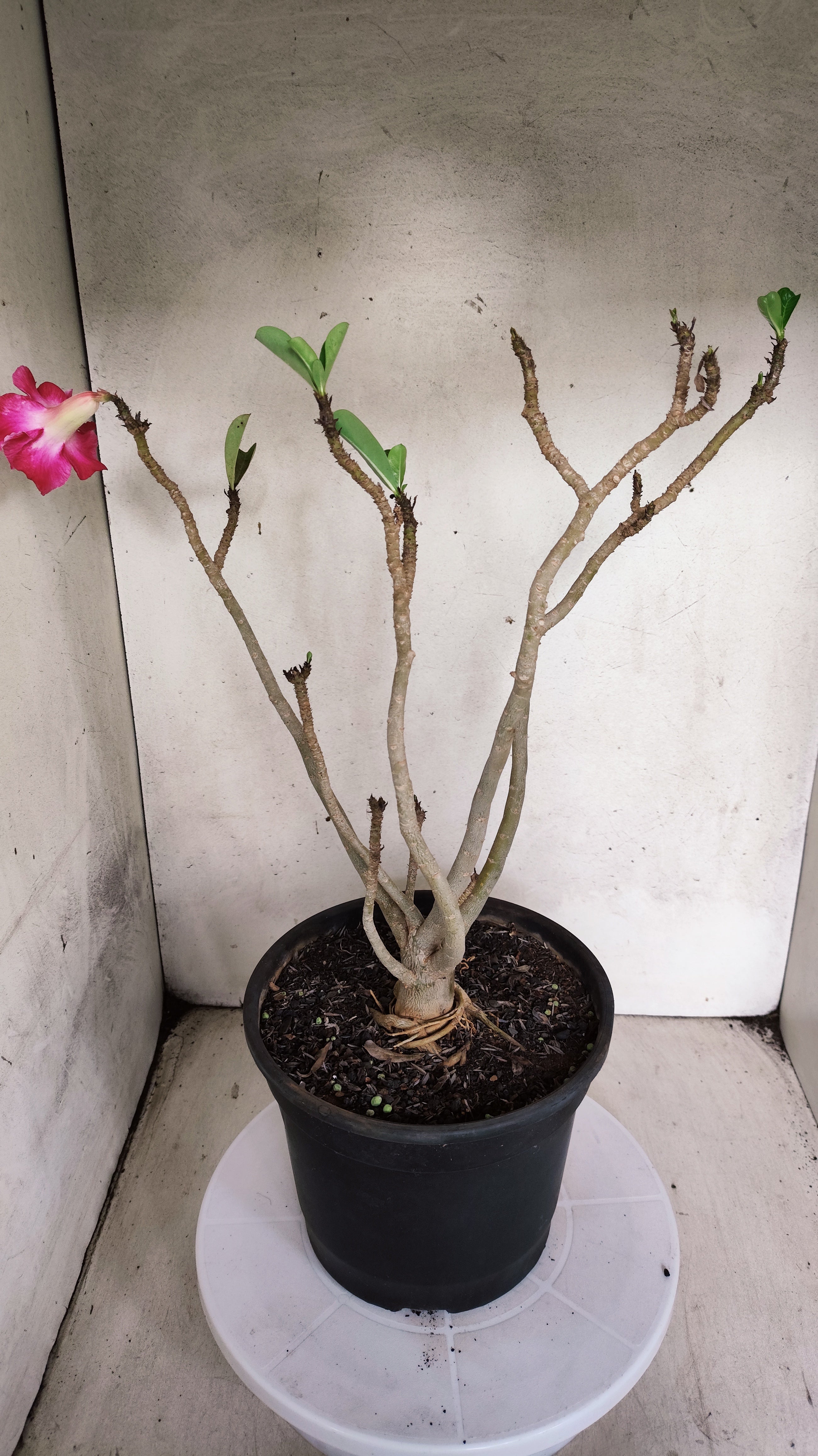 Planta Dobrada 3967 – 40cm – 03 anos