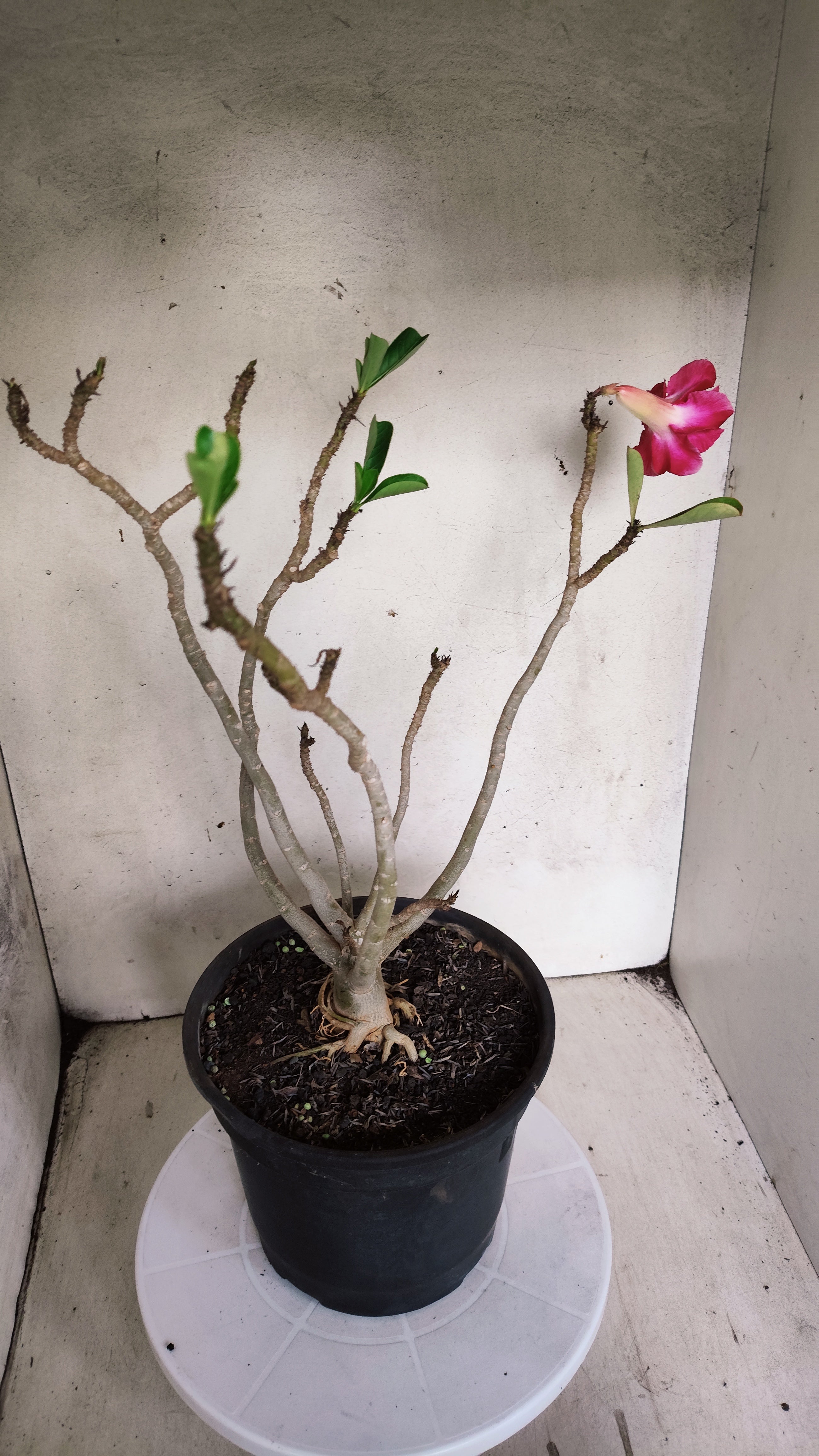 Planta Dobrada 3967 – 40cm – 03 anos