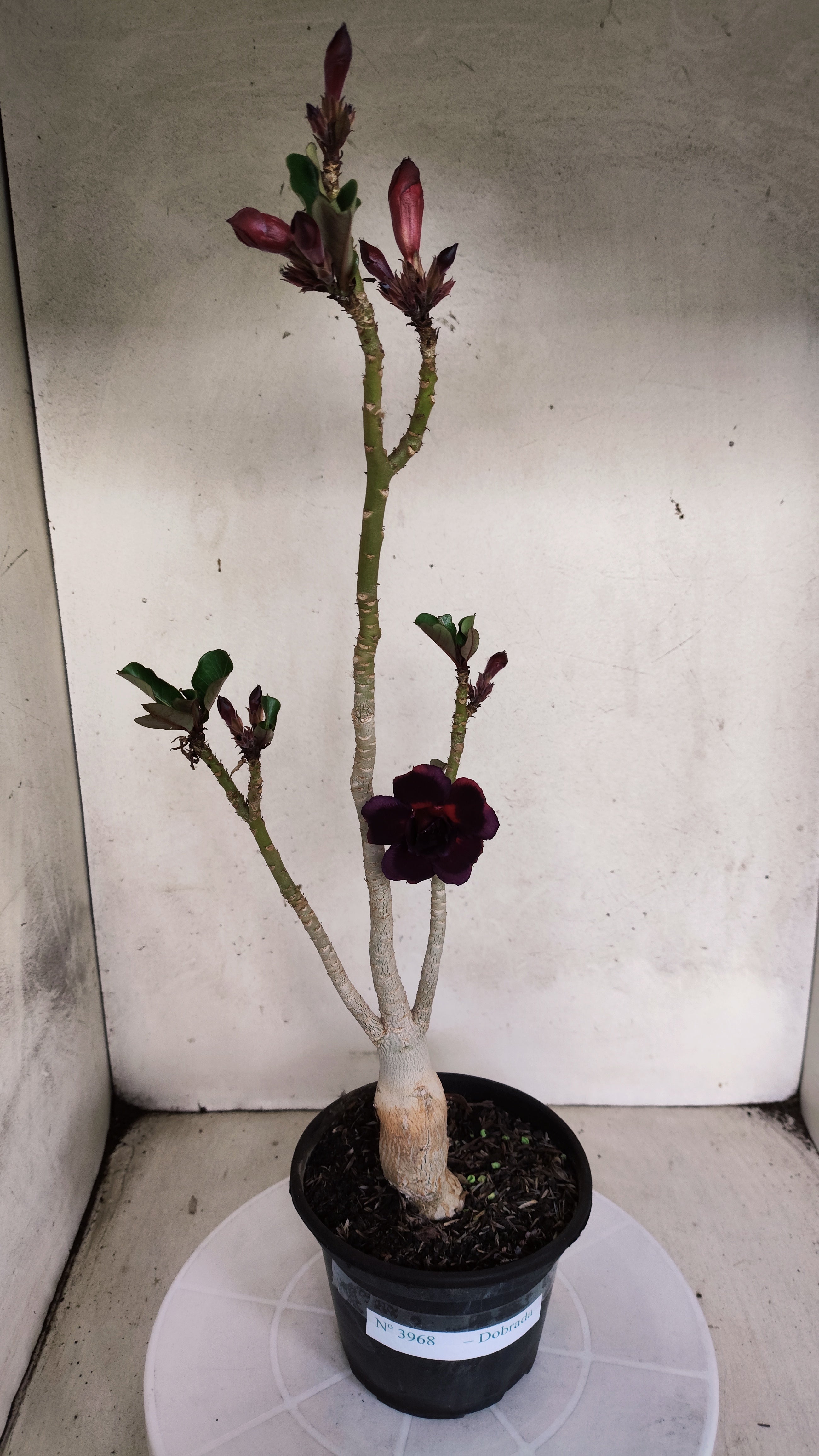 Planta Dobrada 3968 – 35cm – 02 anos