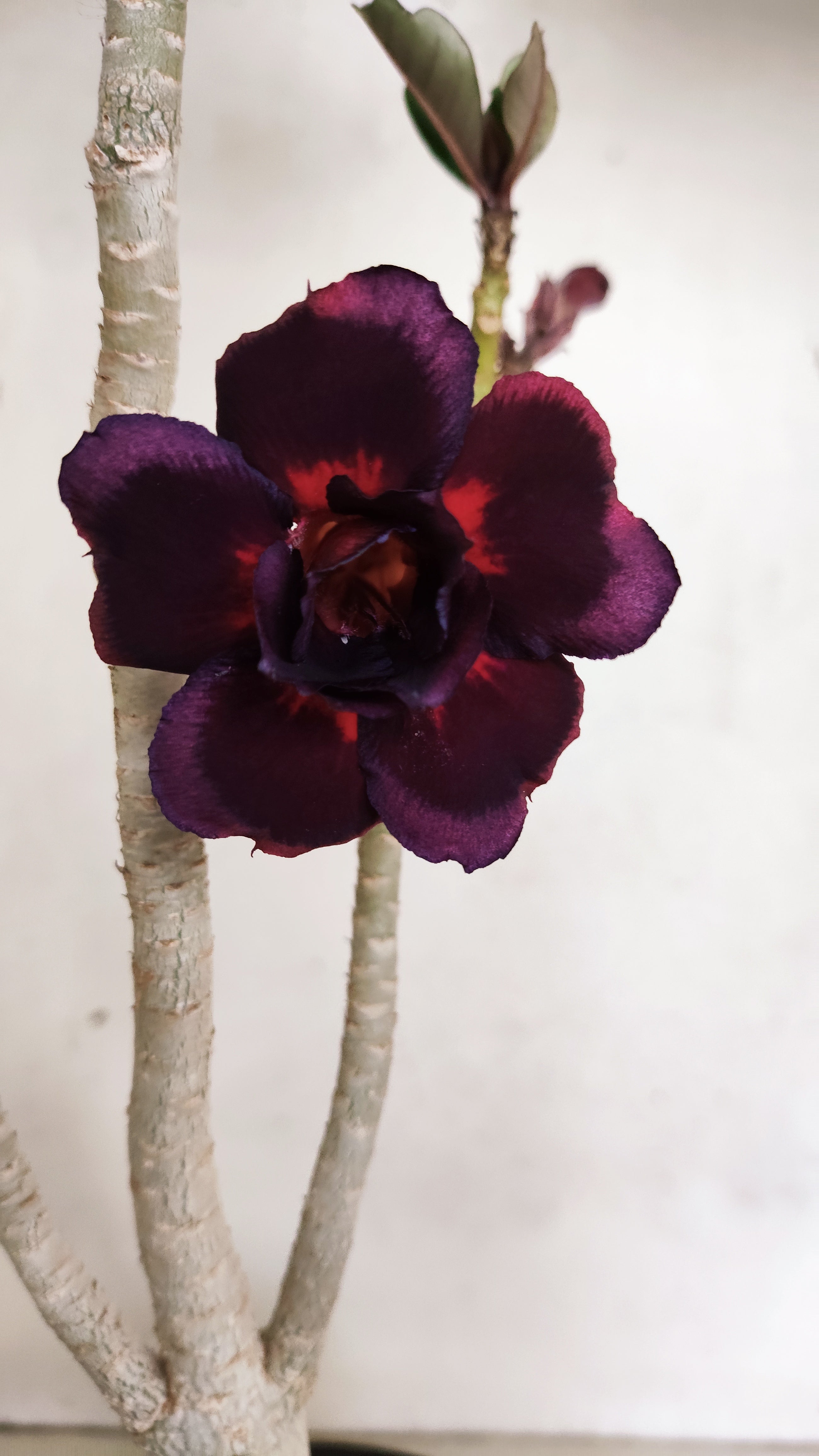Planta Dobrada 3968 – 35cm – 02 anos