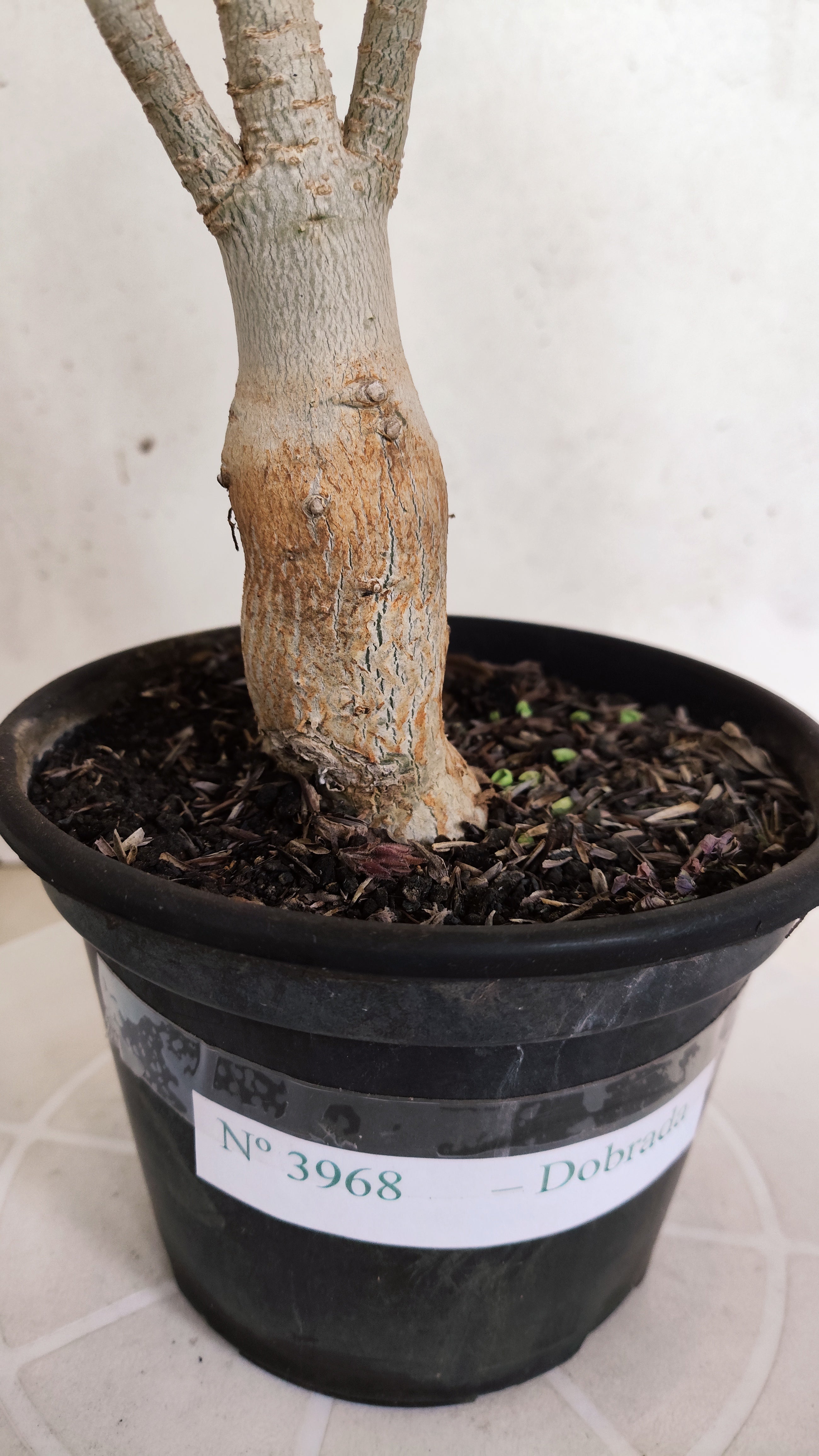 Planta Dobrada 3968 – 35cm – 02 anos