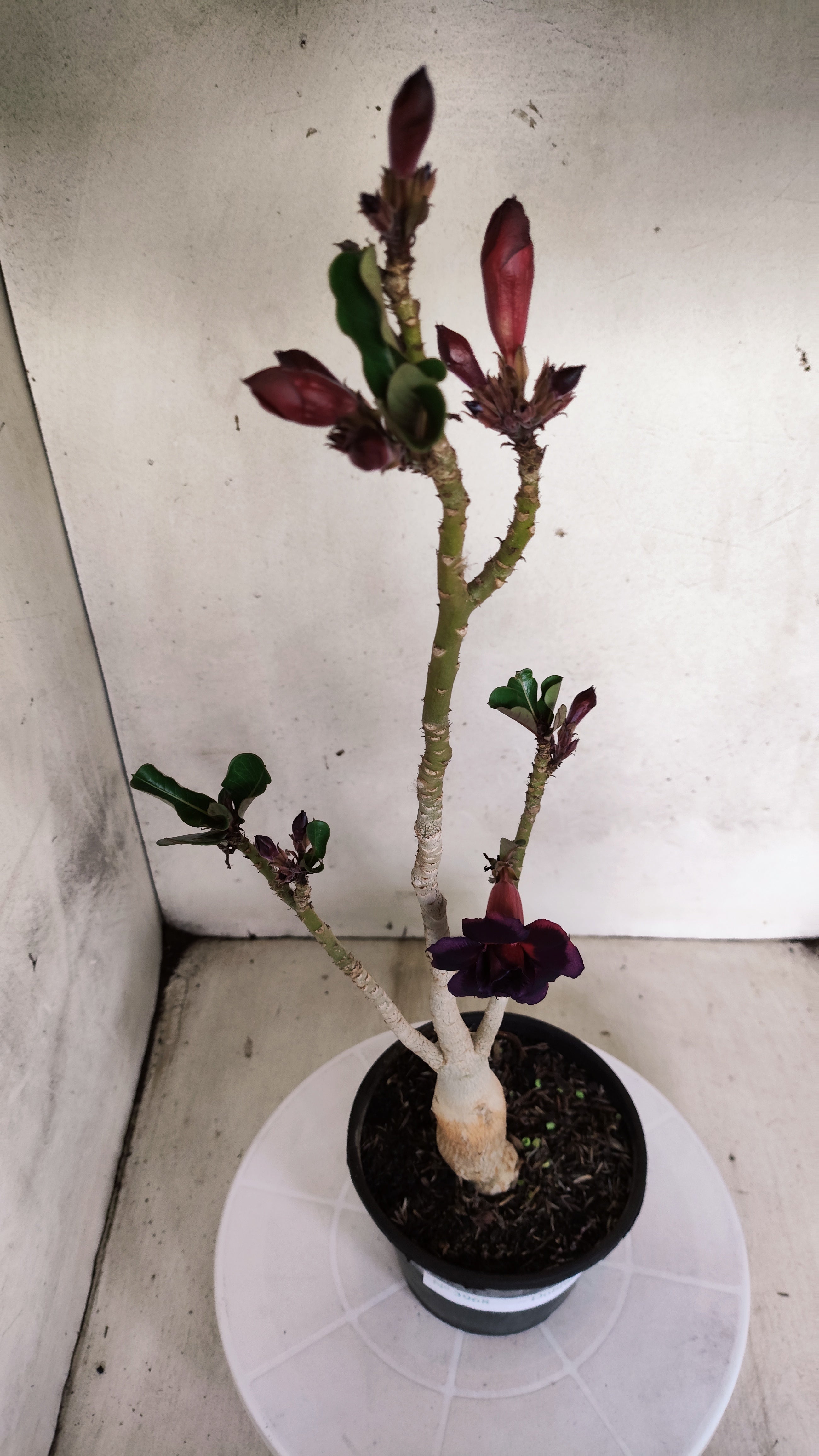 Planta Dobrada 3968 – 35cm – 02 anos
