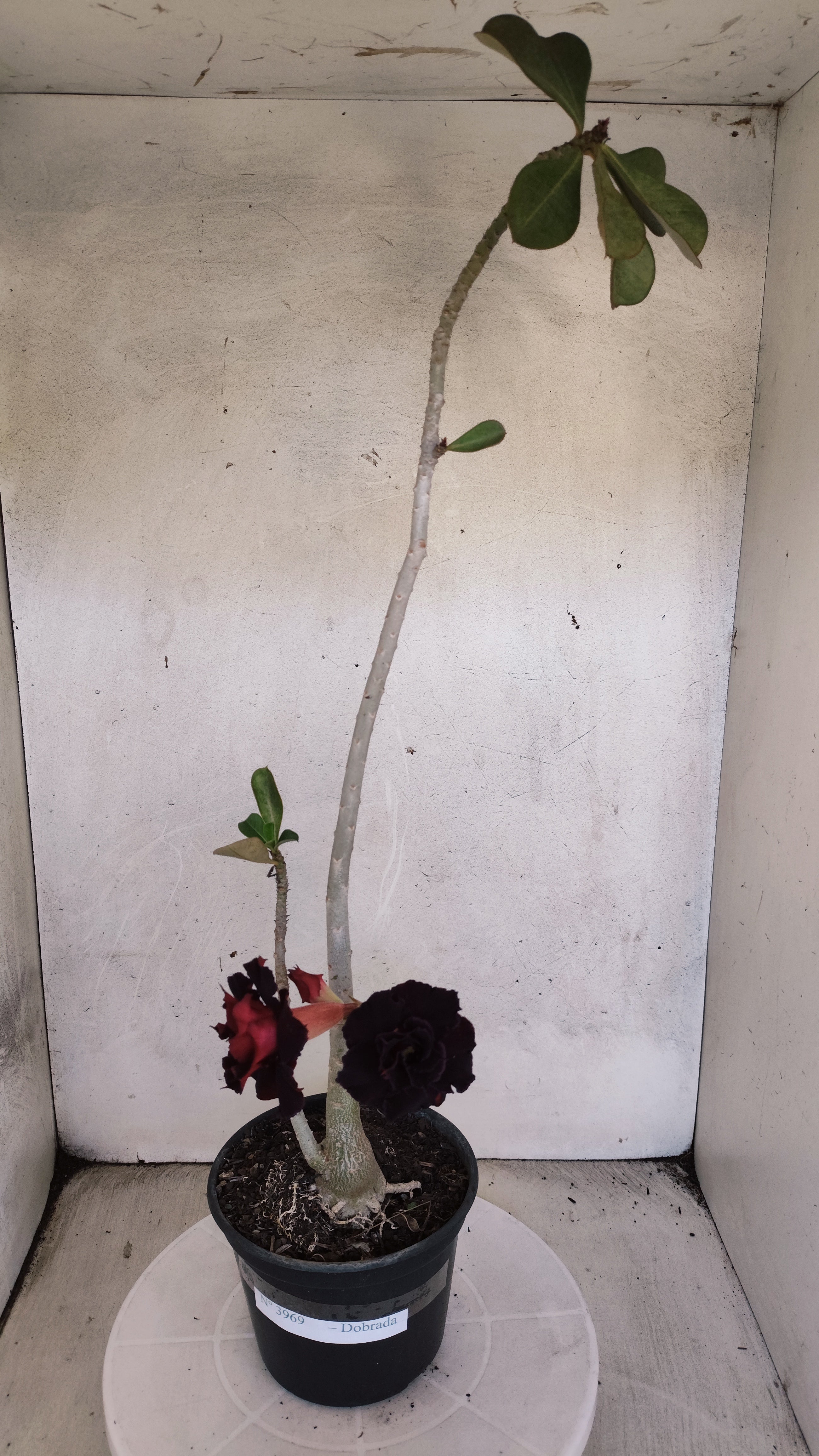 Planta Dobrada 3969 – 35cm – 03 anos