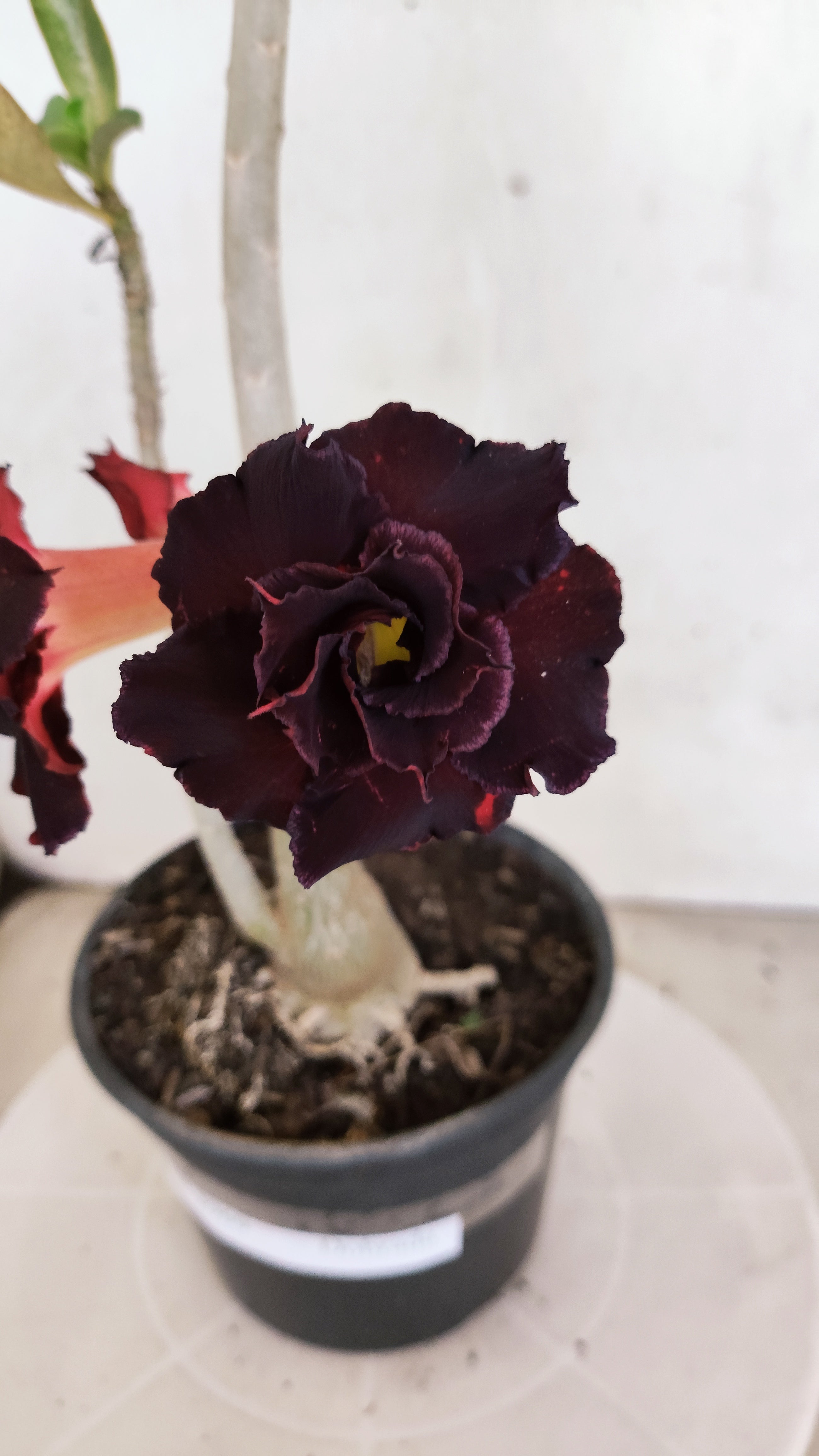 Planta Dobrada 3969 – 35cm – 03 anos