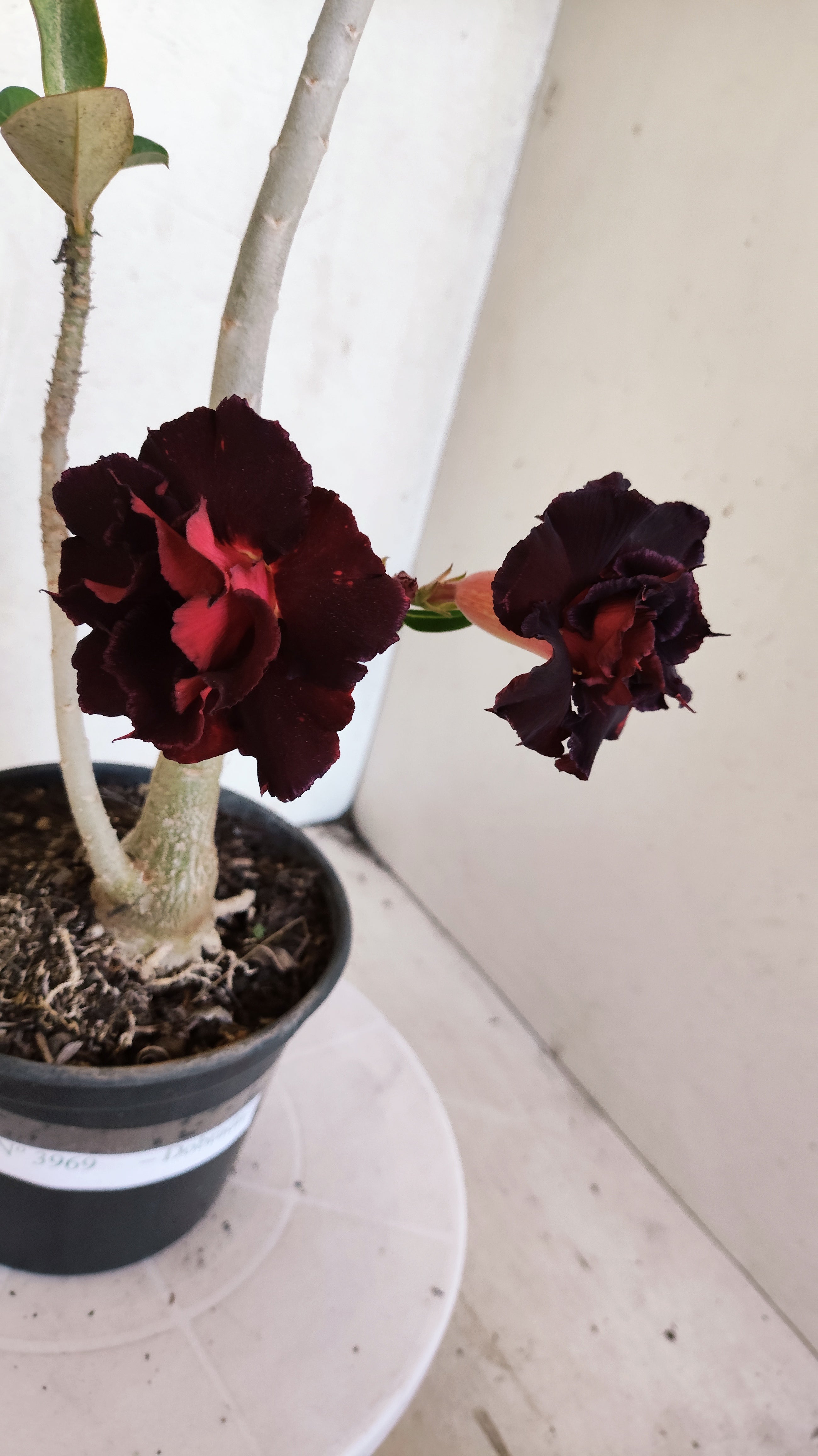 Planta Dobrada 3969 – 35cm – 03 anos