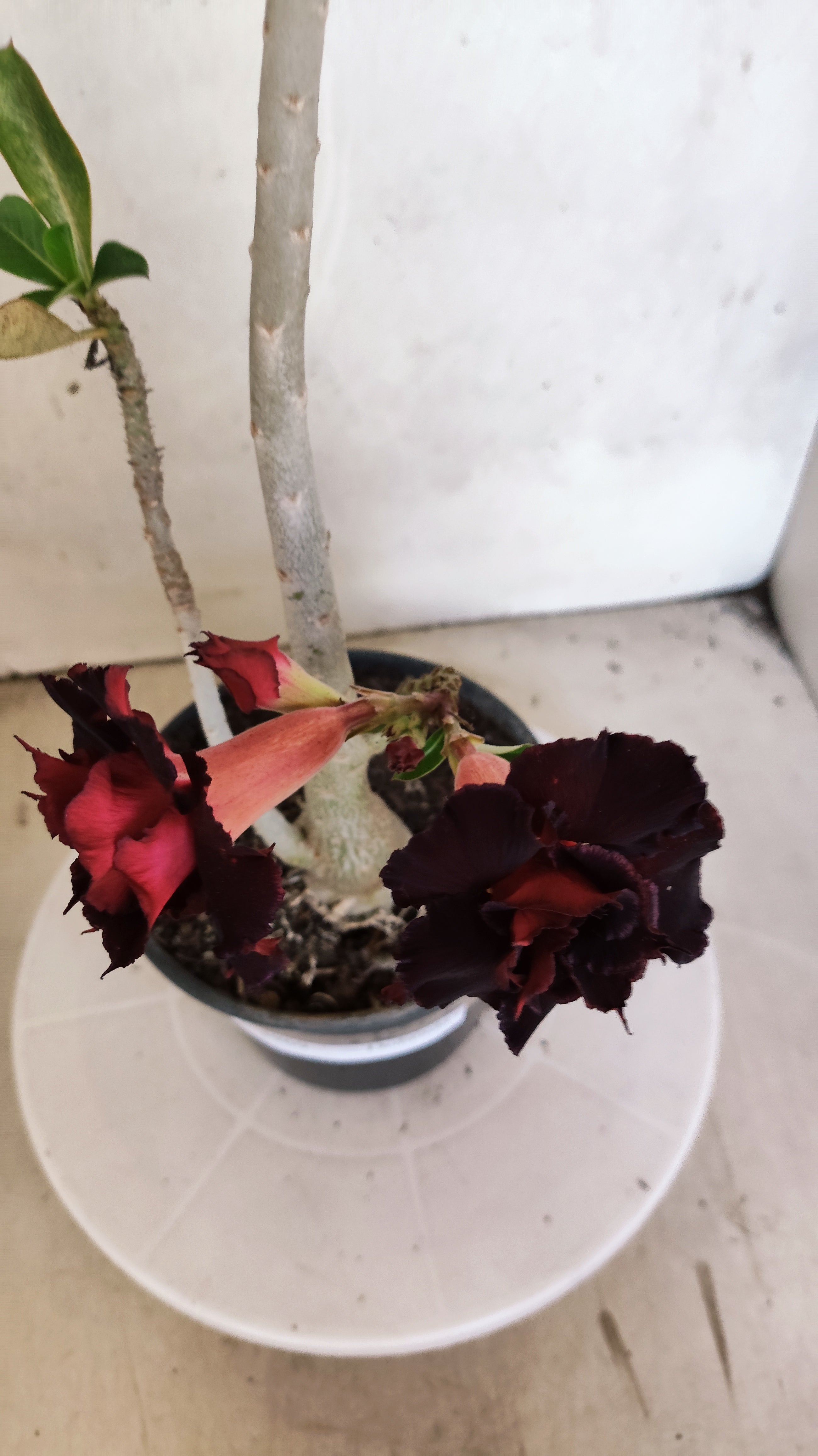 Planta Dobrada 3969 – 35cm – 03 anos