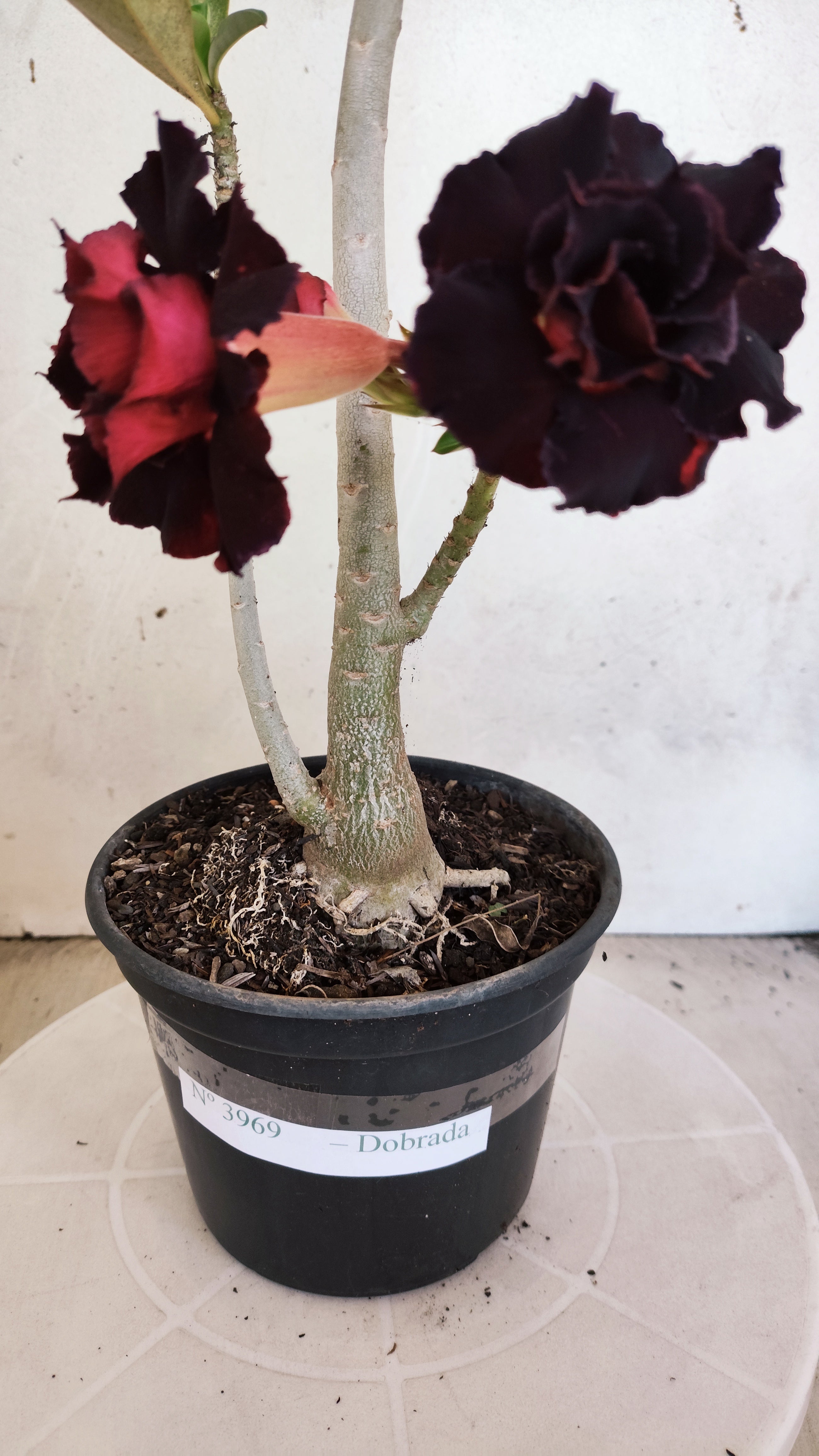Planta Dobrada 3969 – 35cm – 03 anos