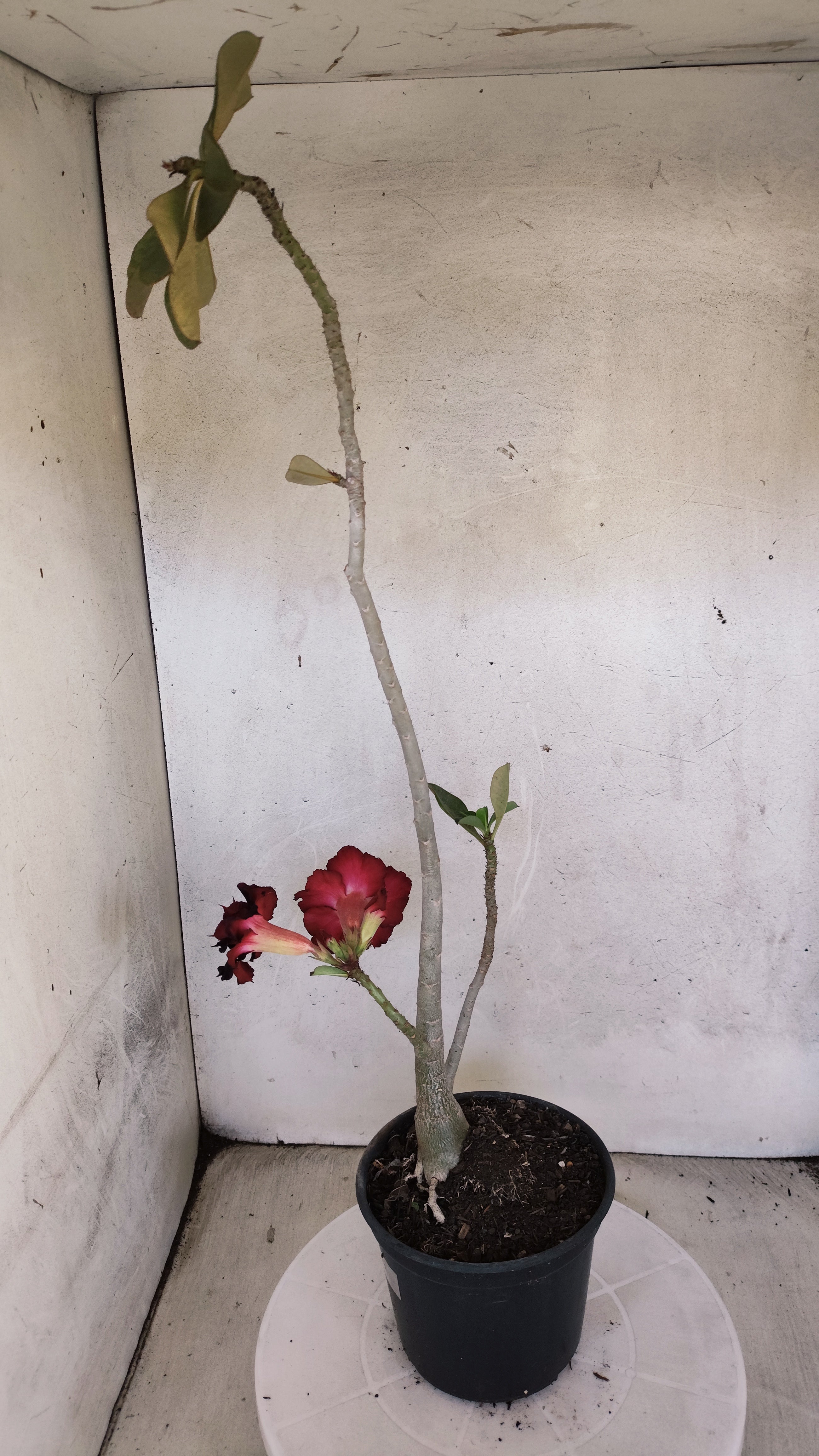 Planta Dobrada 3969 – 35cm – 03 anos