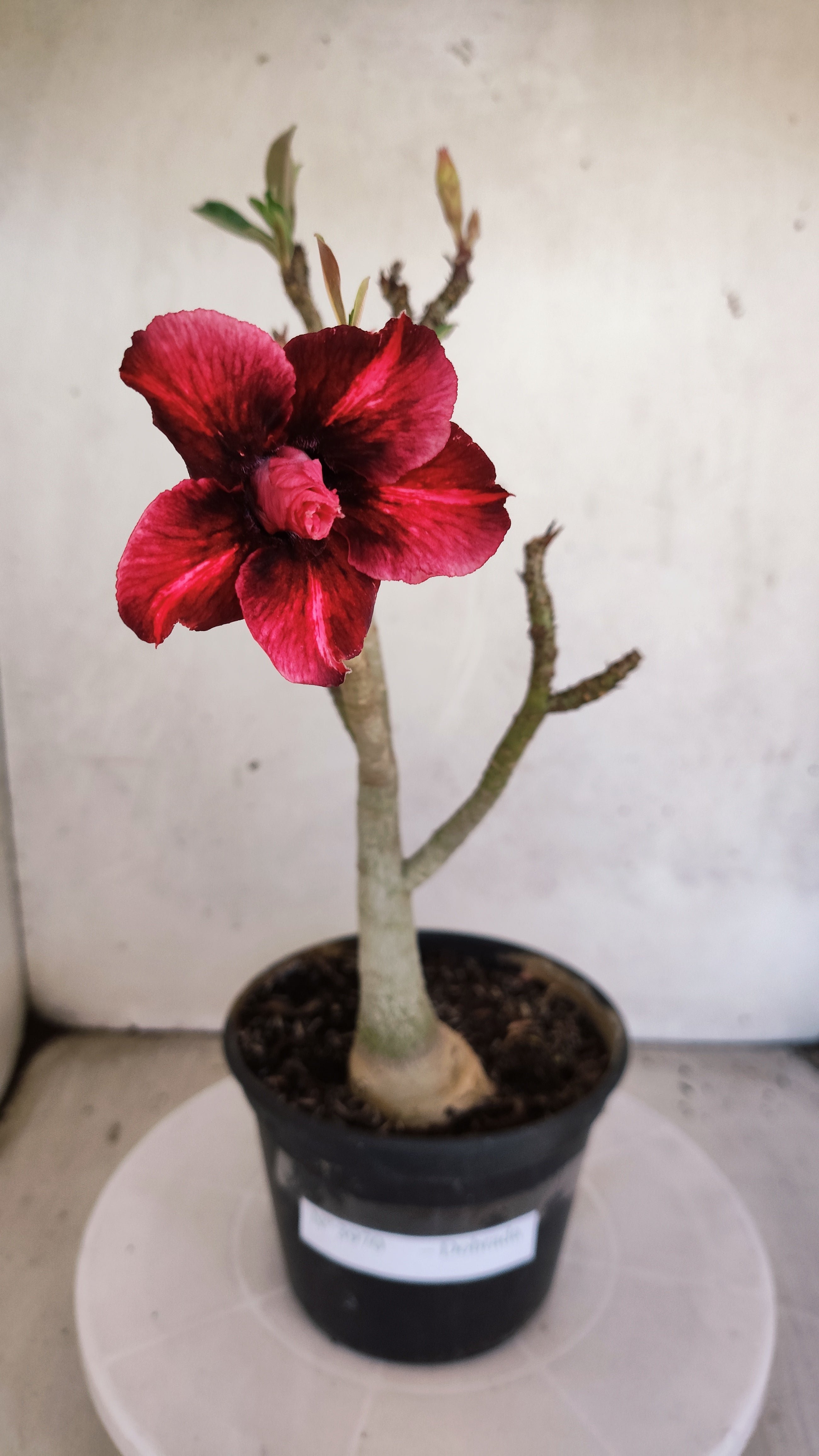 Planta Dobrada 3970 – 30cm – 02 anos