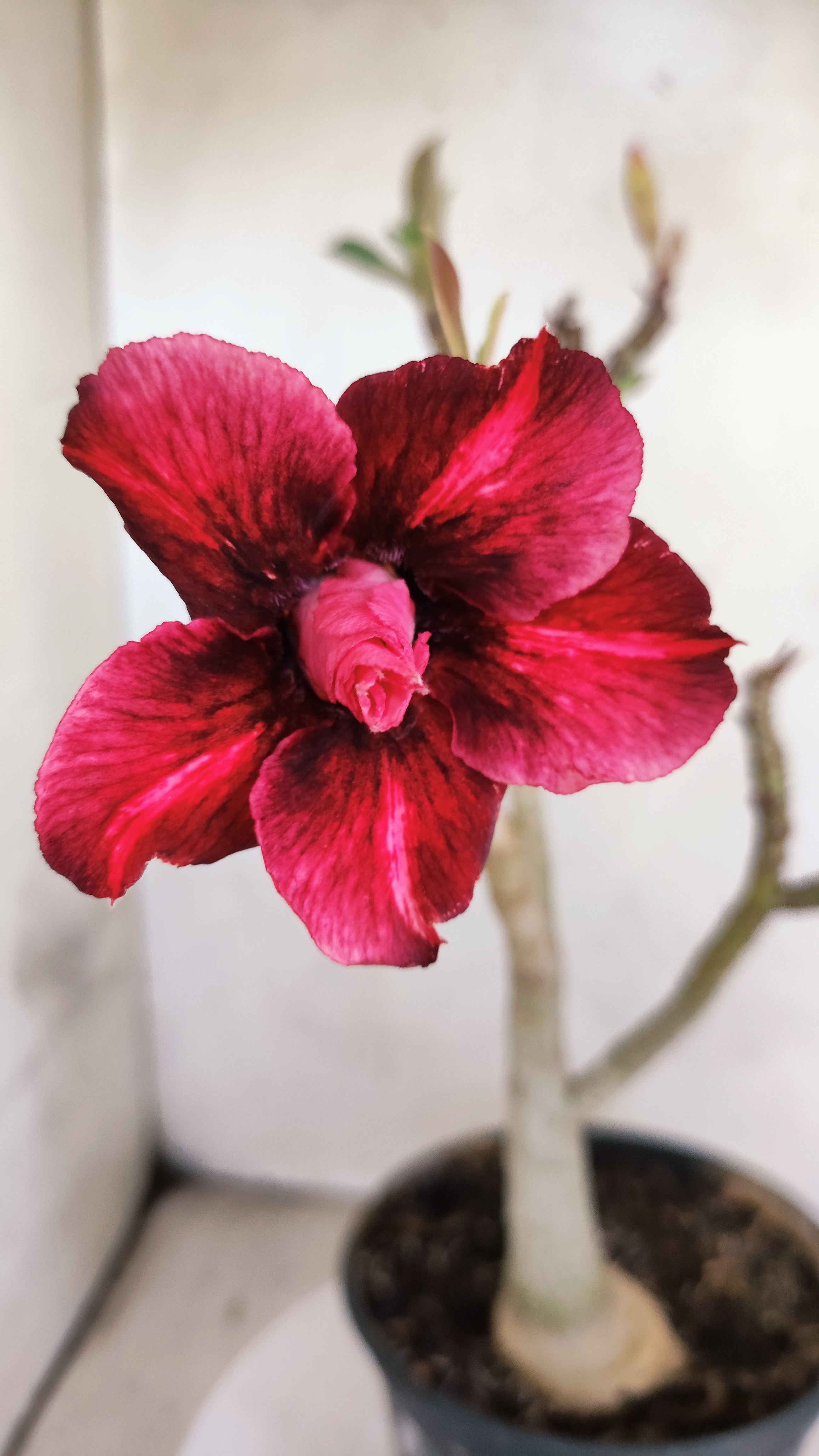 Planta Dobrada 3970 – 30cm – 02 anos