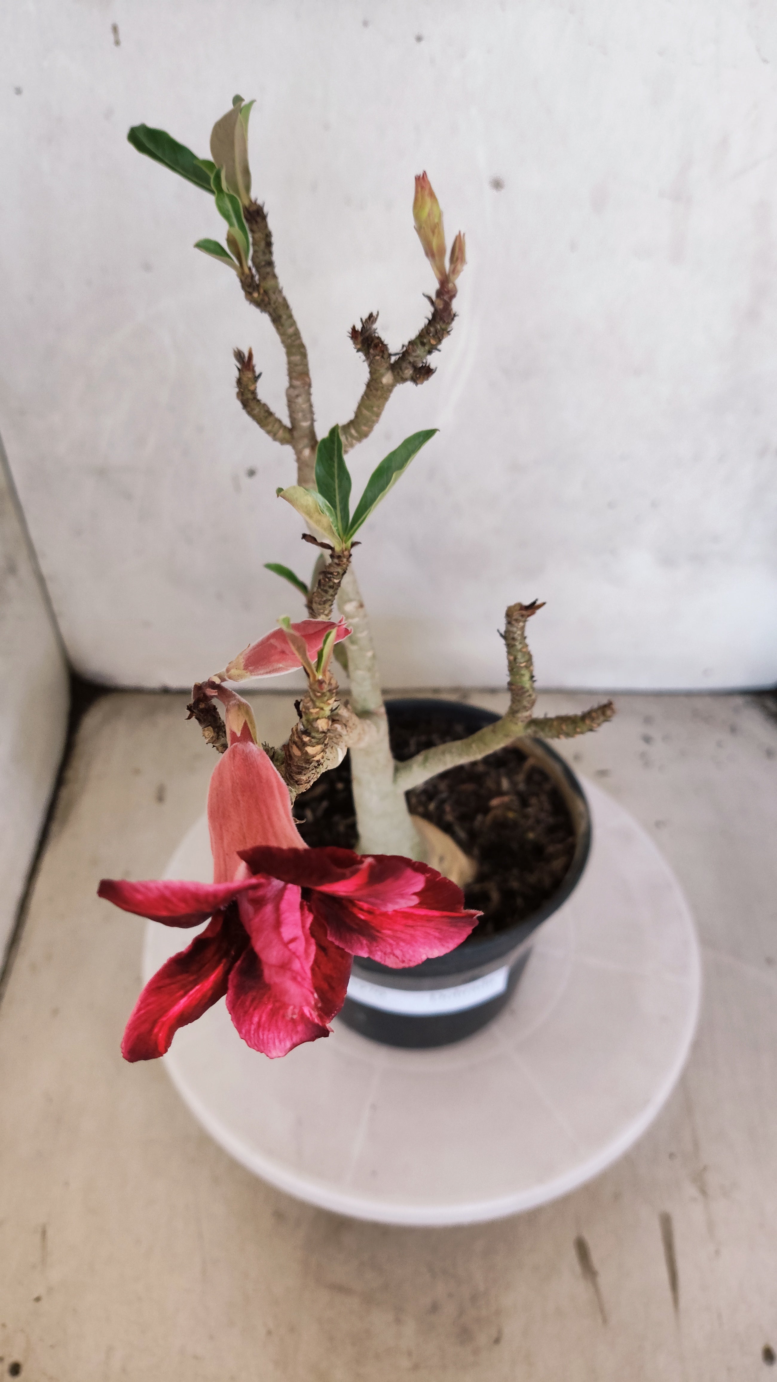 Planta Dobrada 3970 – 30cm – 02 anos