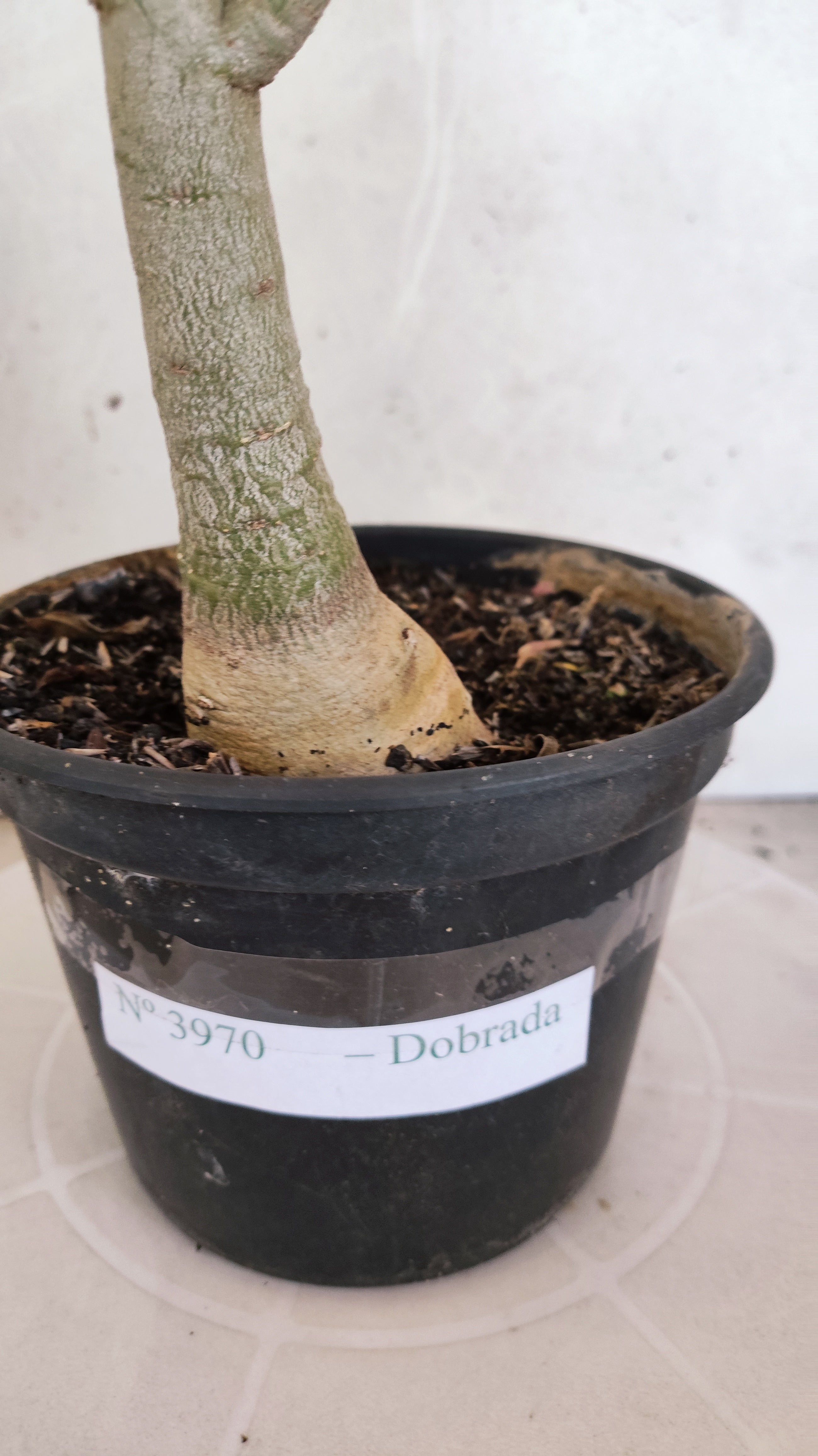Planta Dobrada 3970 – 30cm – 02 anos