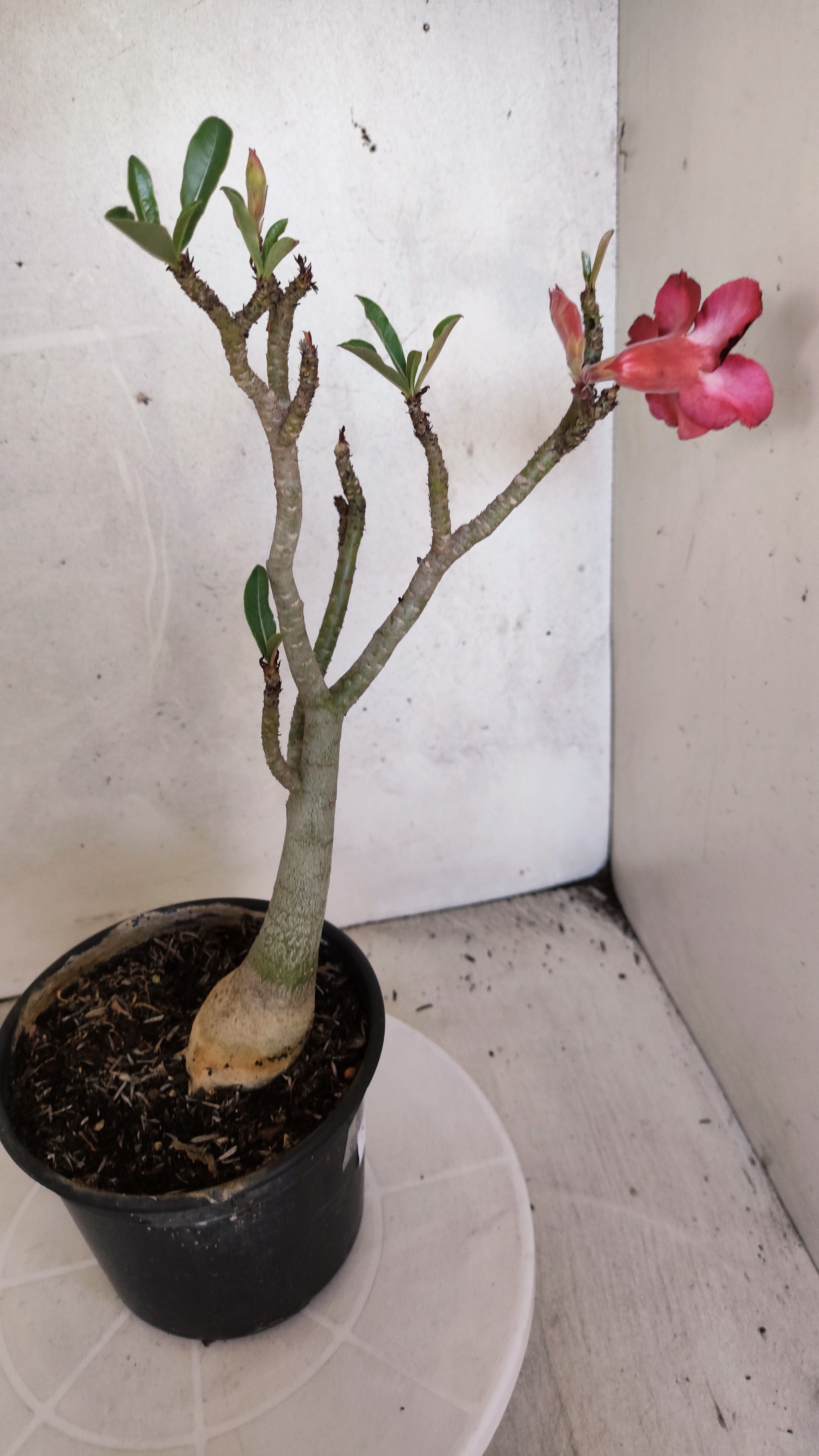 Planta Dobrada 3970 – 30cm – 02 anos
