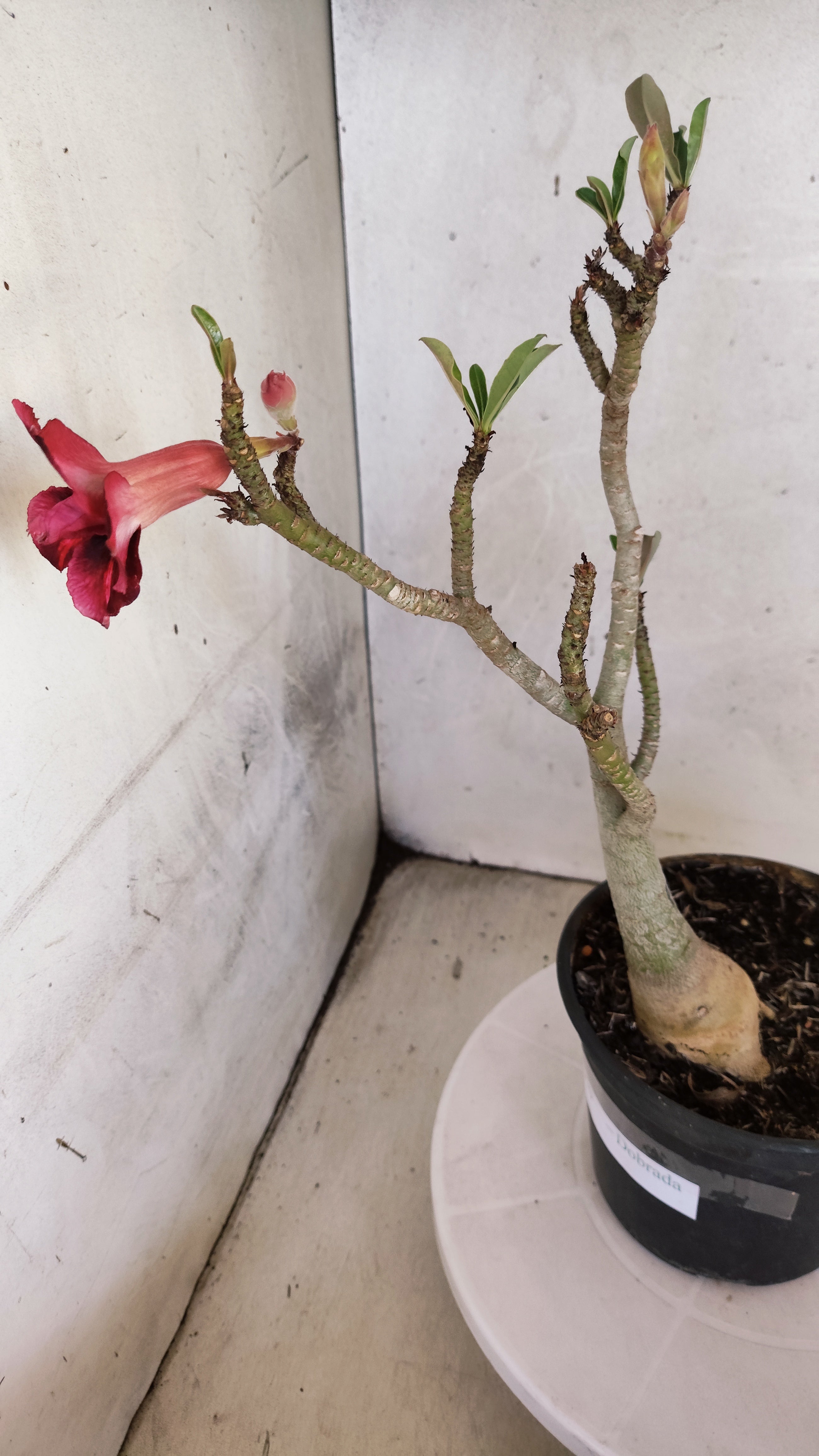 Planta Dobrada 3970 – 30cm – 02 anos