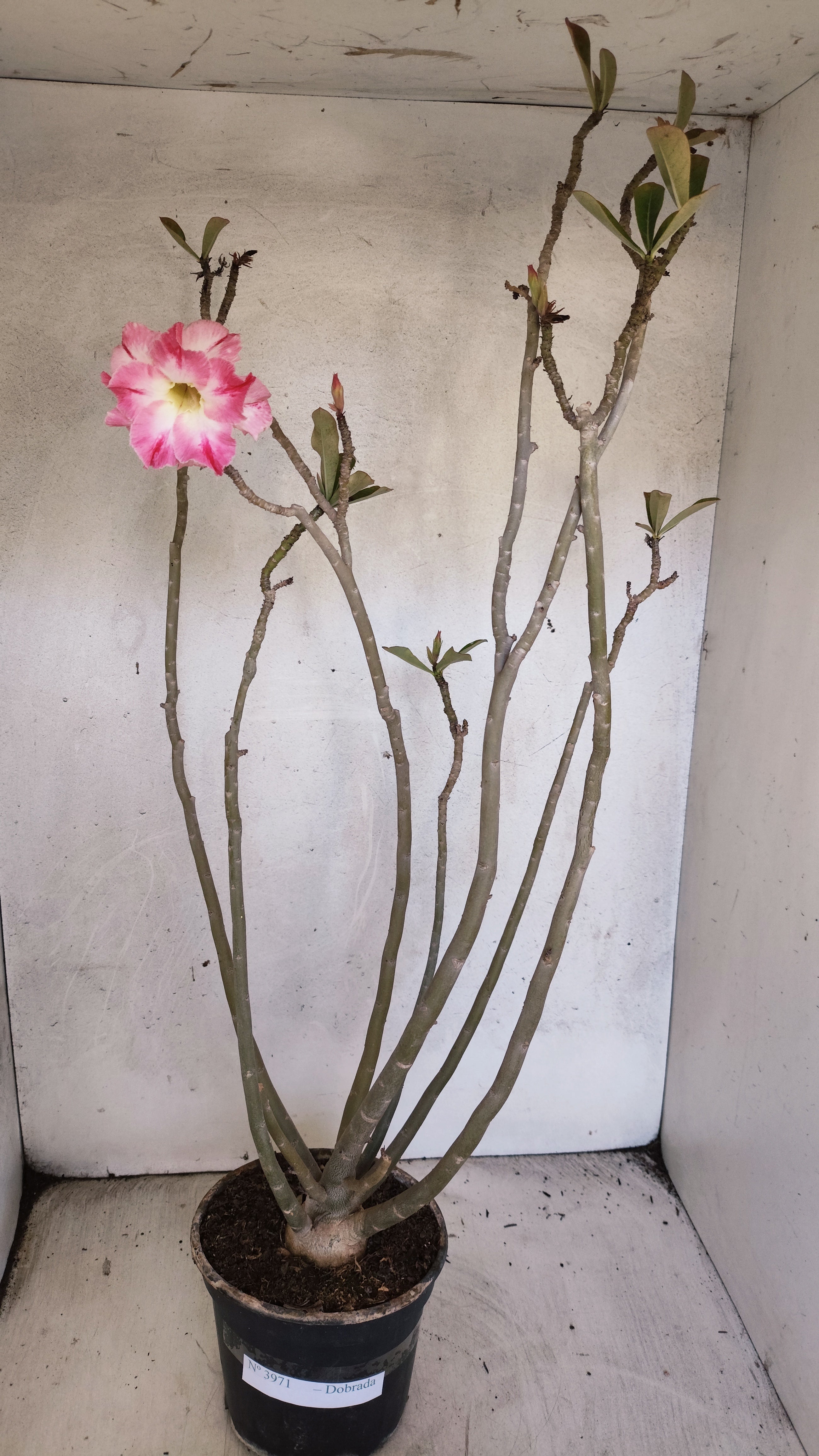 Planta Dobrada 3971 – 40cm – 03 anos