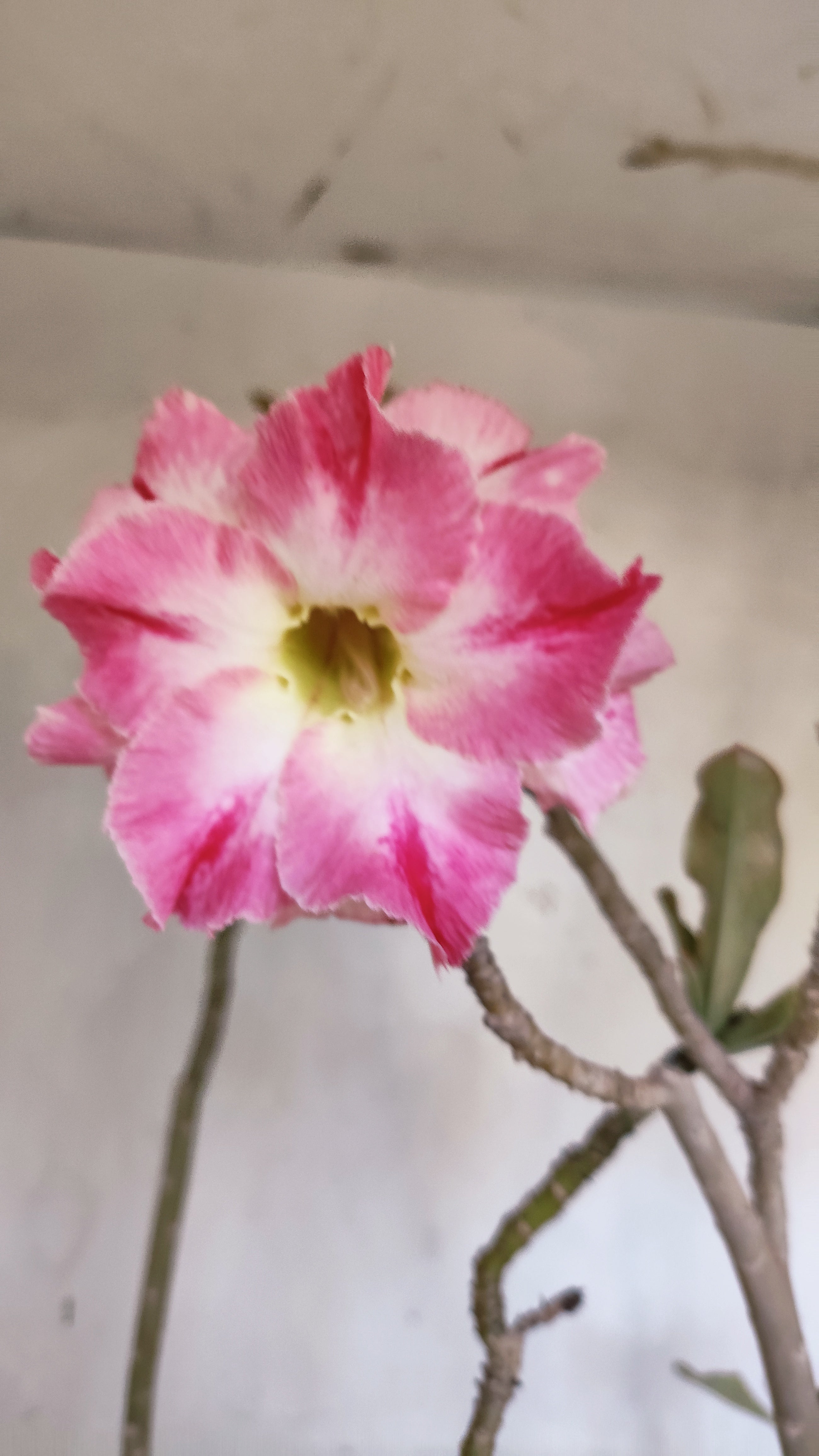 Planta Dobrada 3971 – 40cm – 03 anos