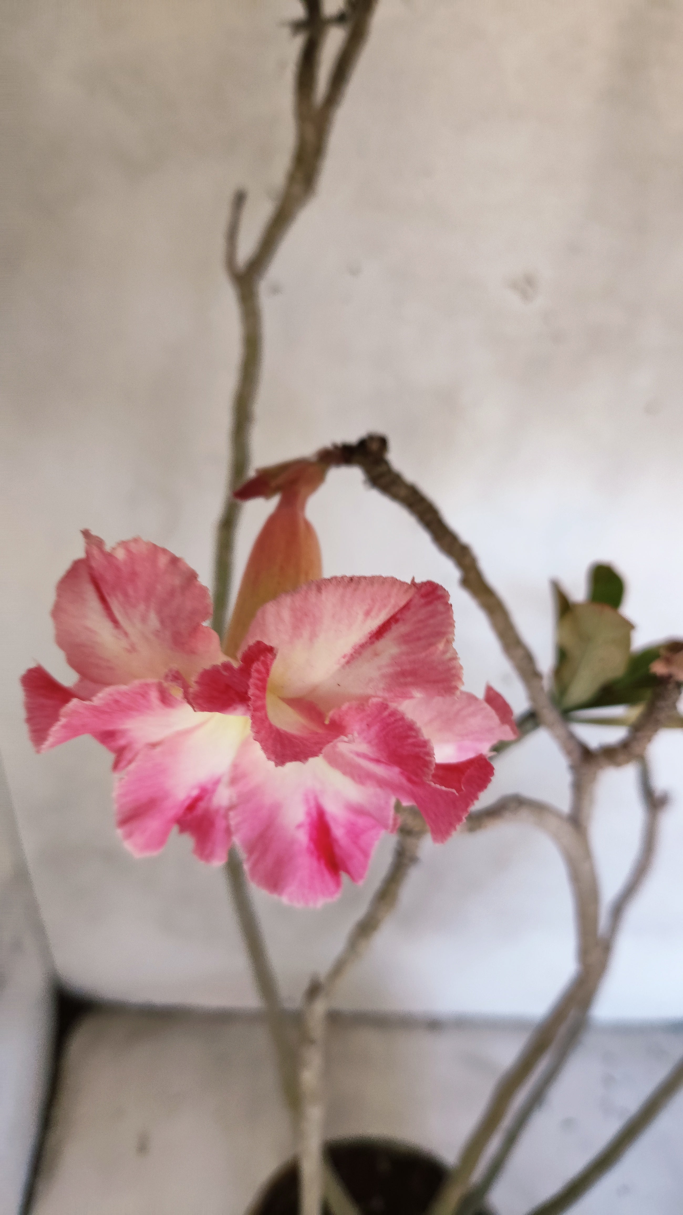 Planta Dobrada 3971 – 40cm – 03 anos