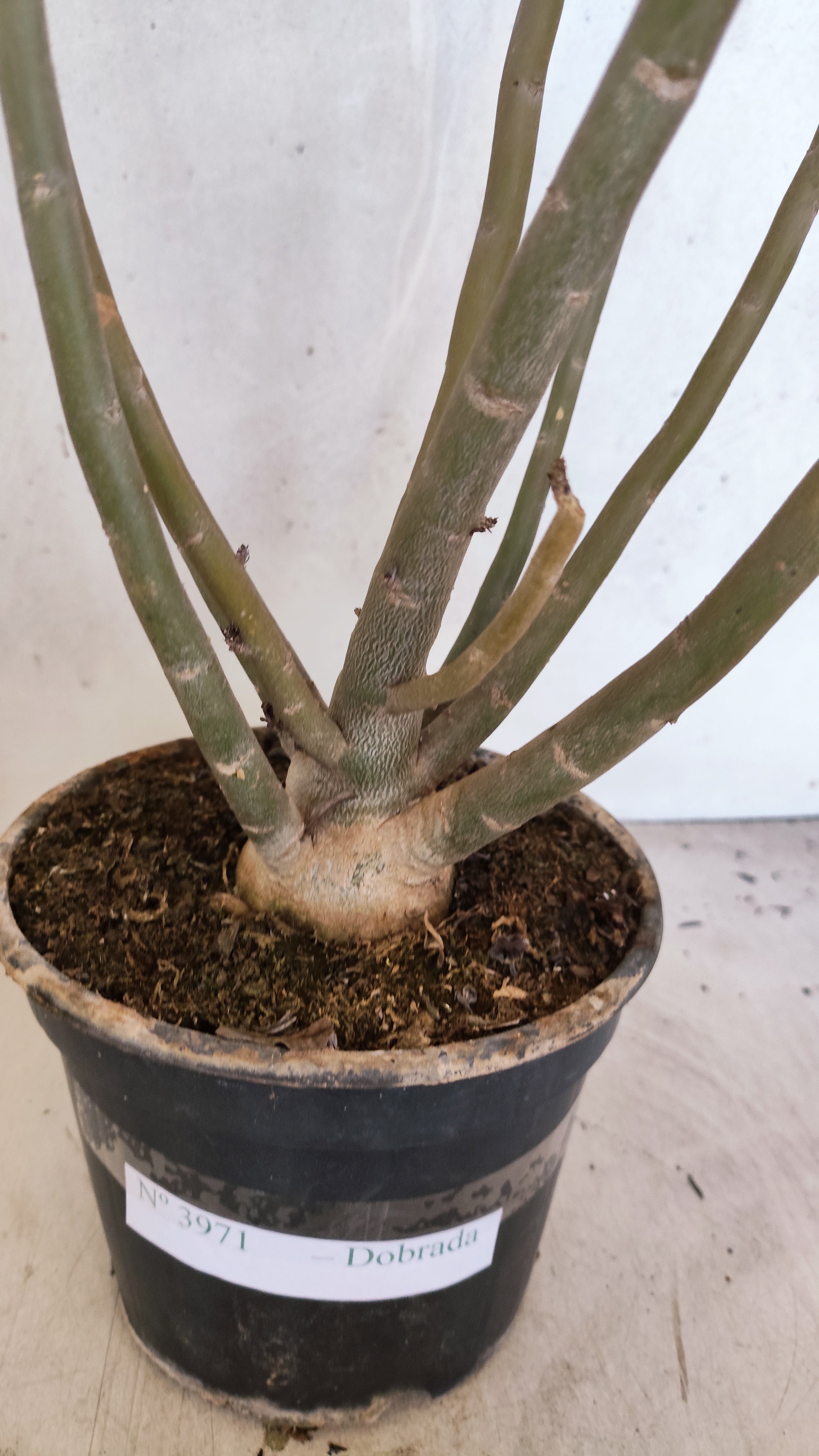 Planta Dobrada 3971 – 40cm – 03 anos