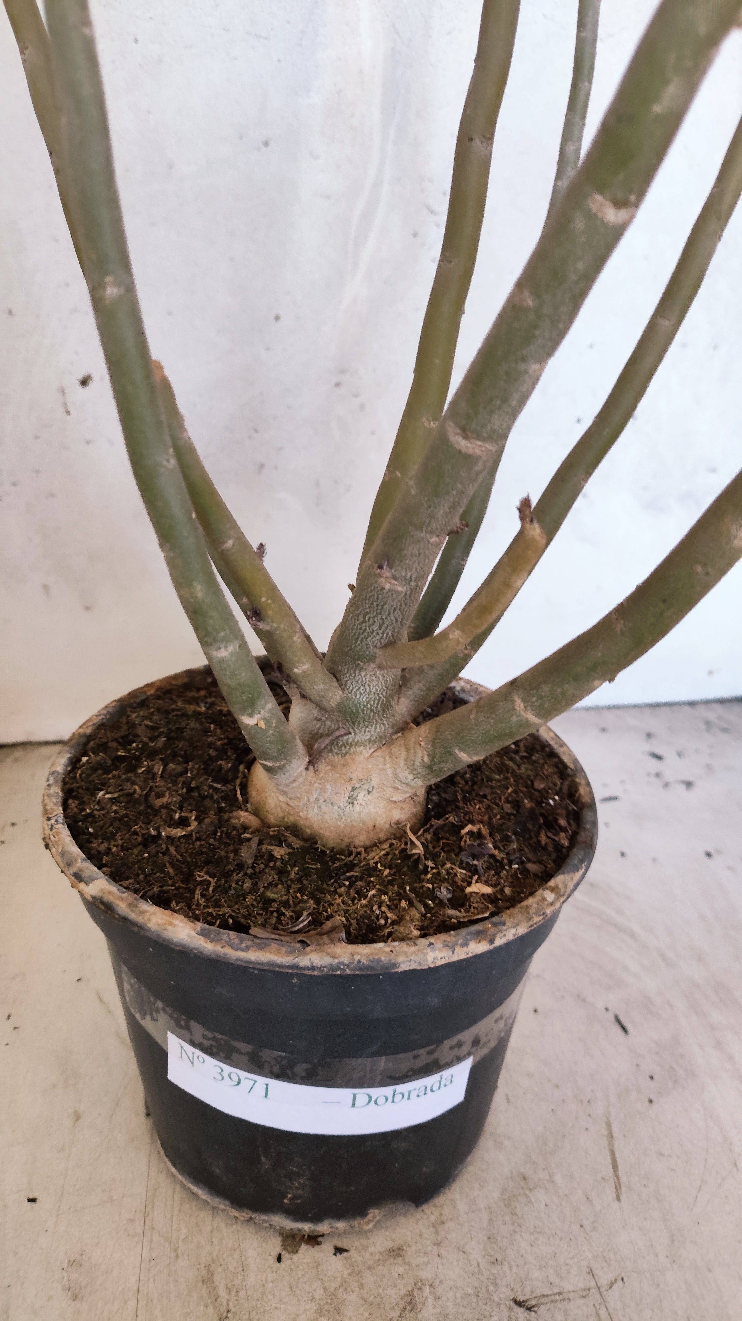 Planta Dobrada 3971 – 40cm – 03 anos