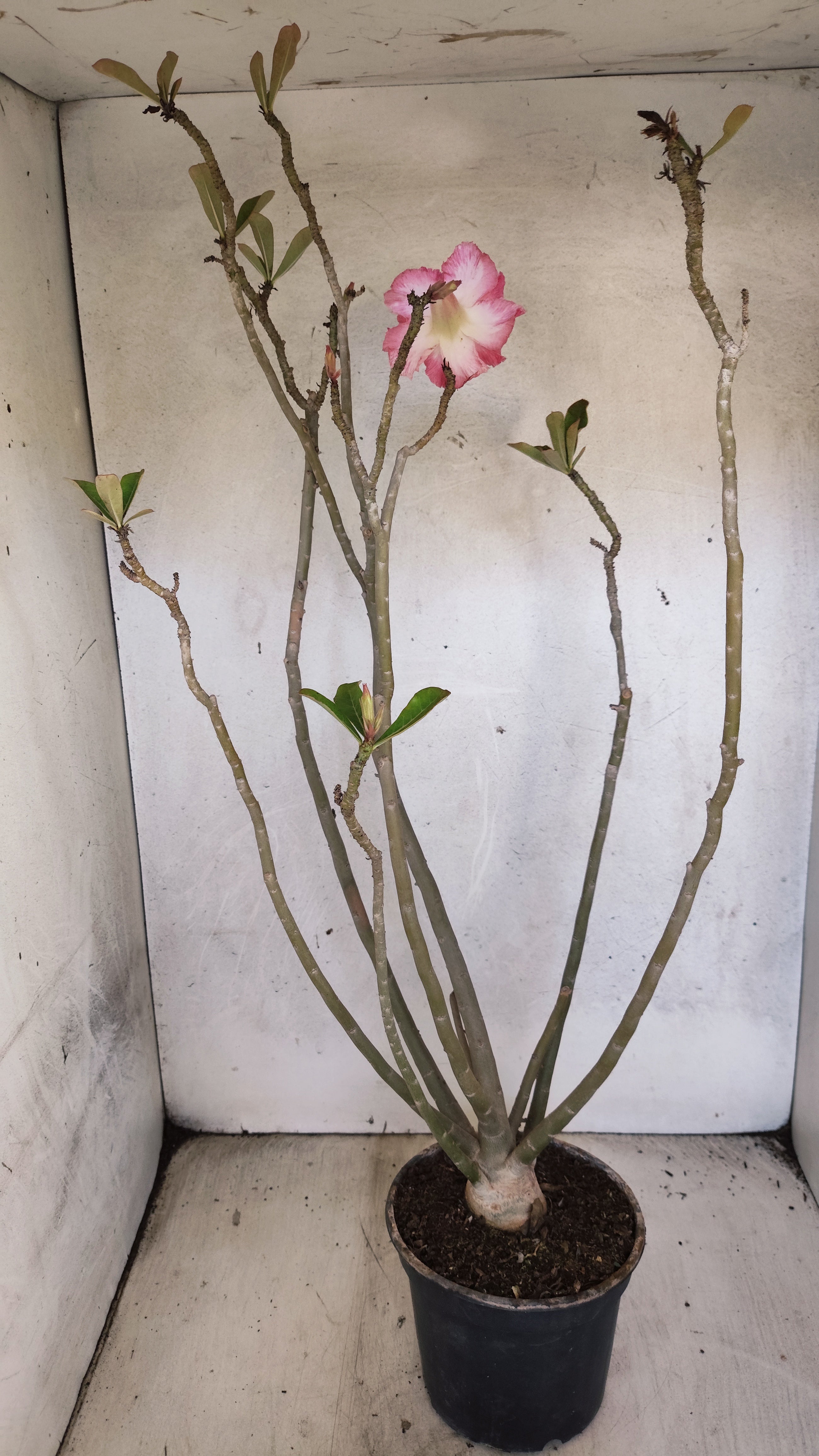 Planta Dobrada 3971 – 40cm – 03 anos