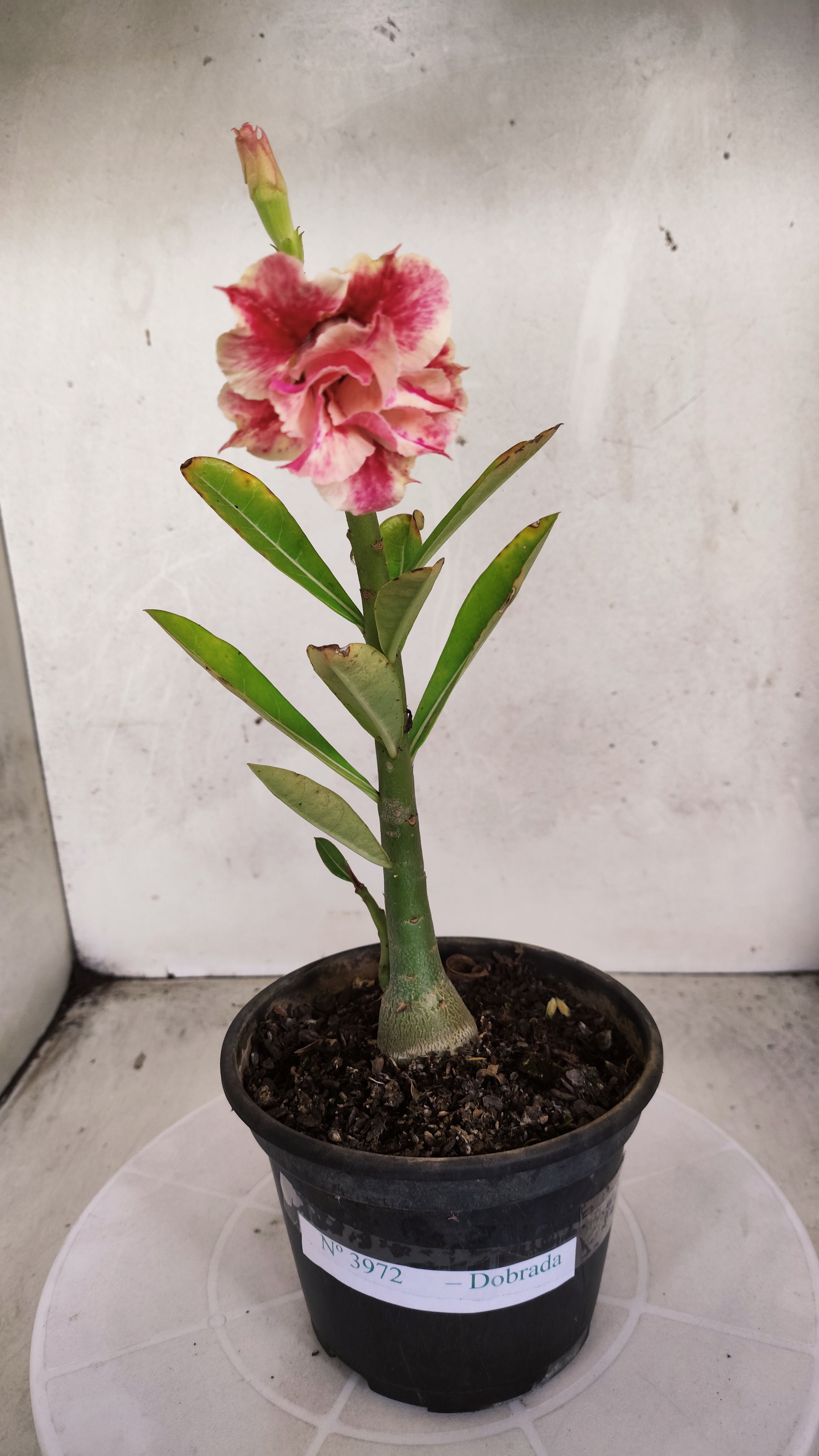 Planta Dobrada 3972 – 30cm – 02 anos