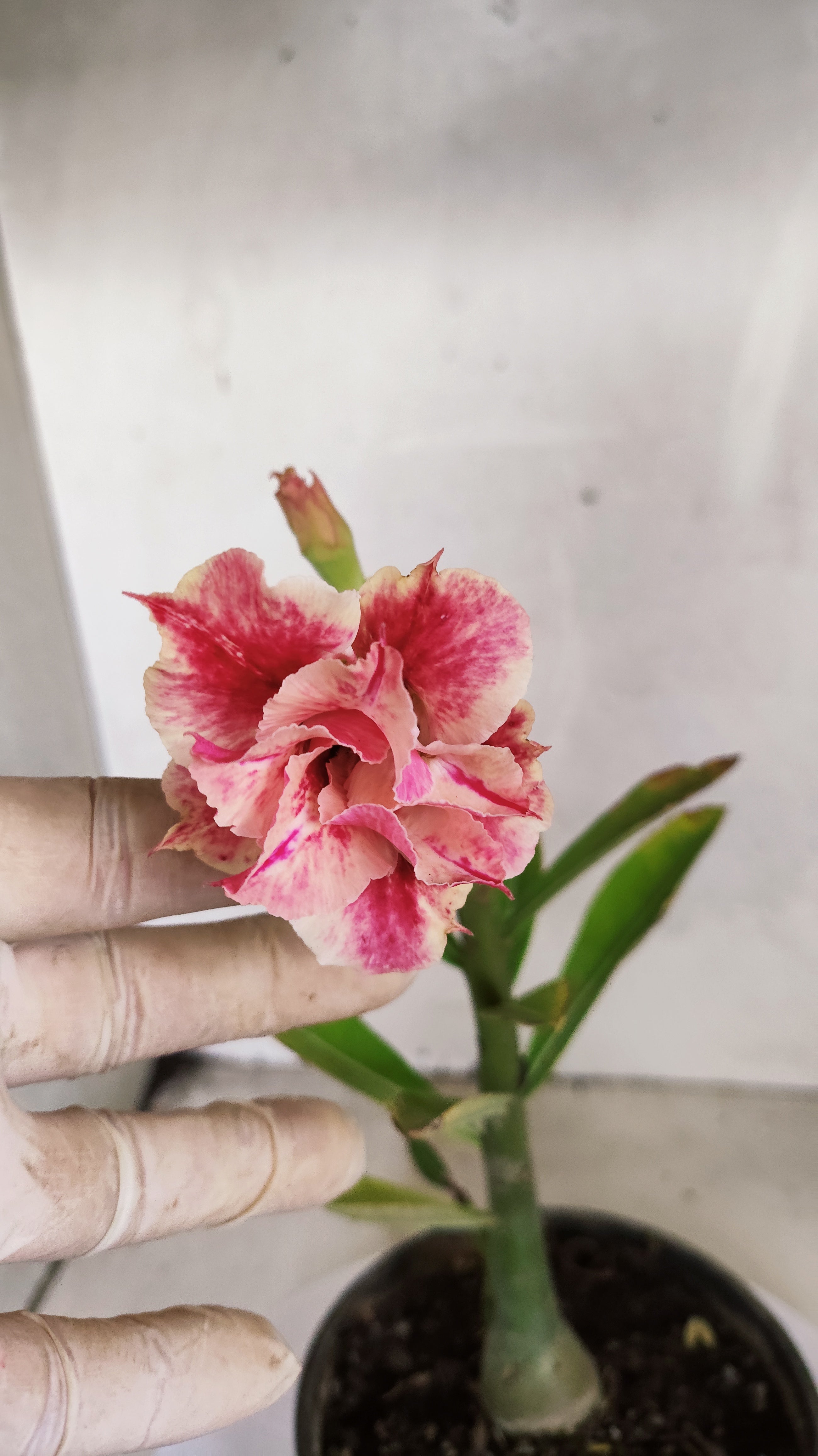 Planta Dobrada 3972 – 30cm – 02 anos