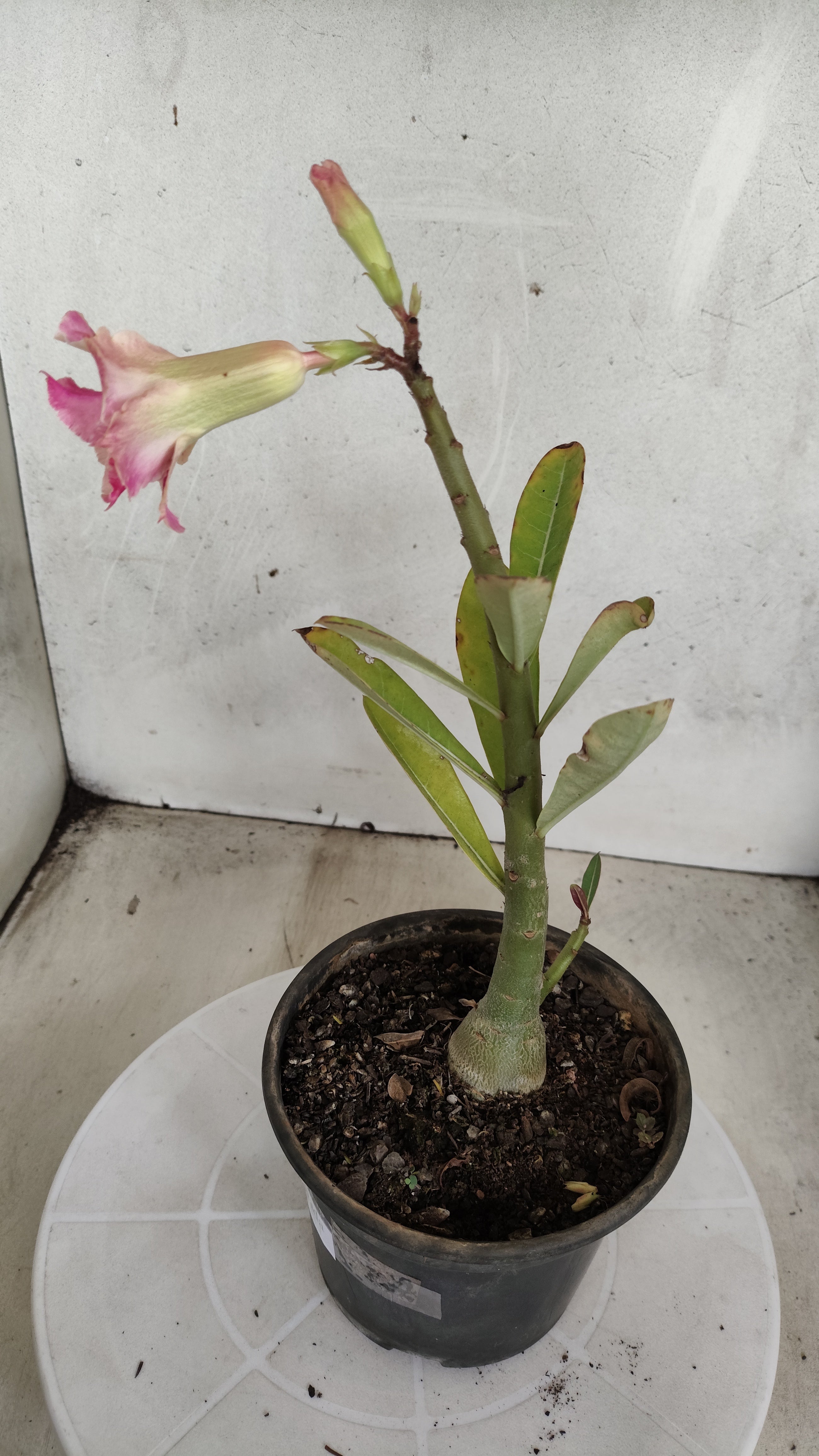 Planta Dobrada 3972 – 30cm – 02 anos