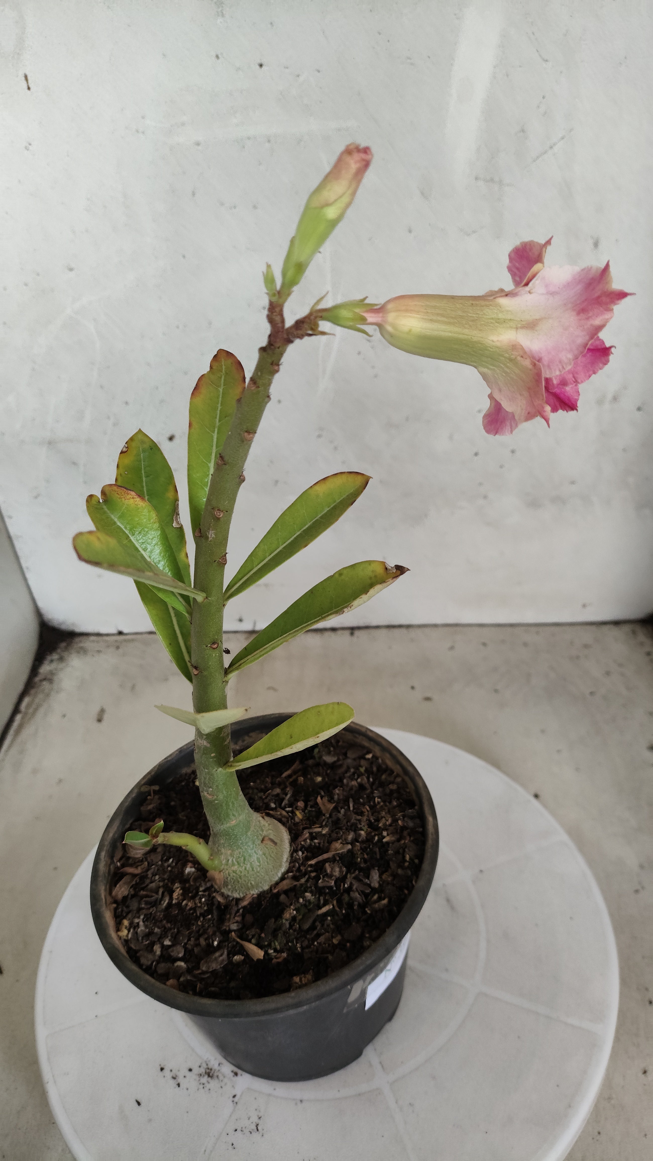 Planta Dobrada 3972 – 30cm – 02 anos