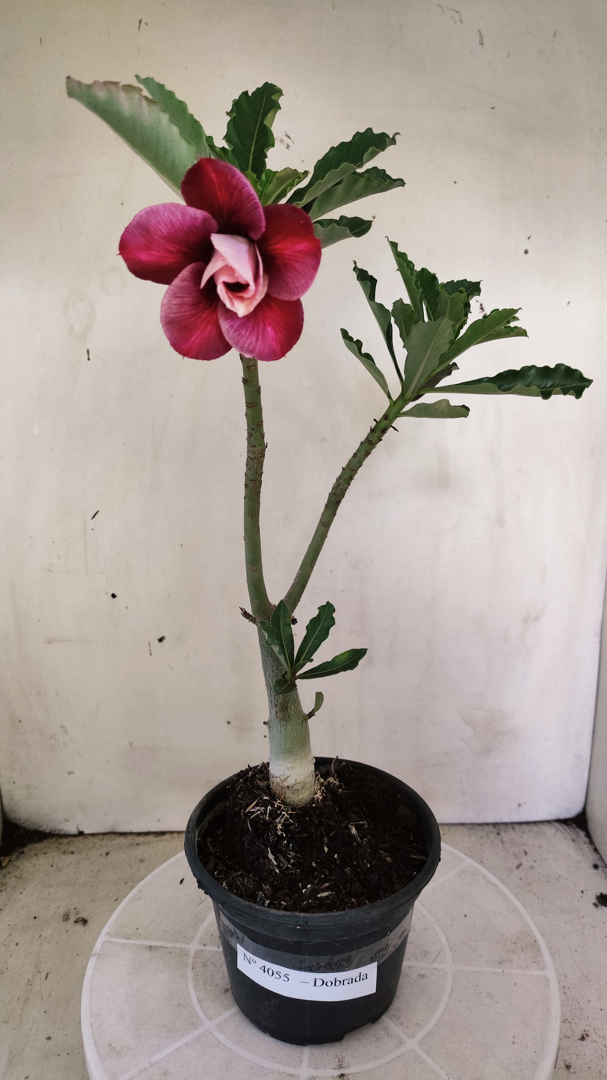 Planta Dobrada 4055 – 30cm – 02 anos - Vaso 15