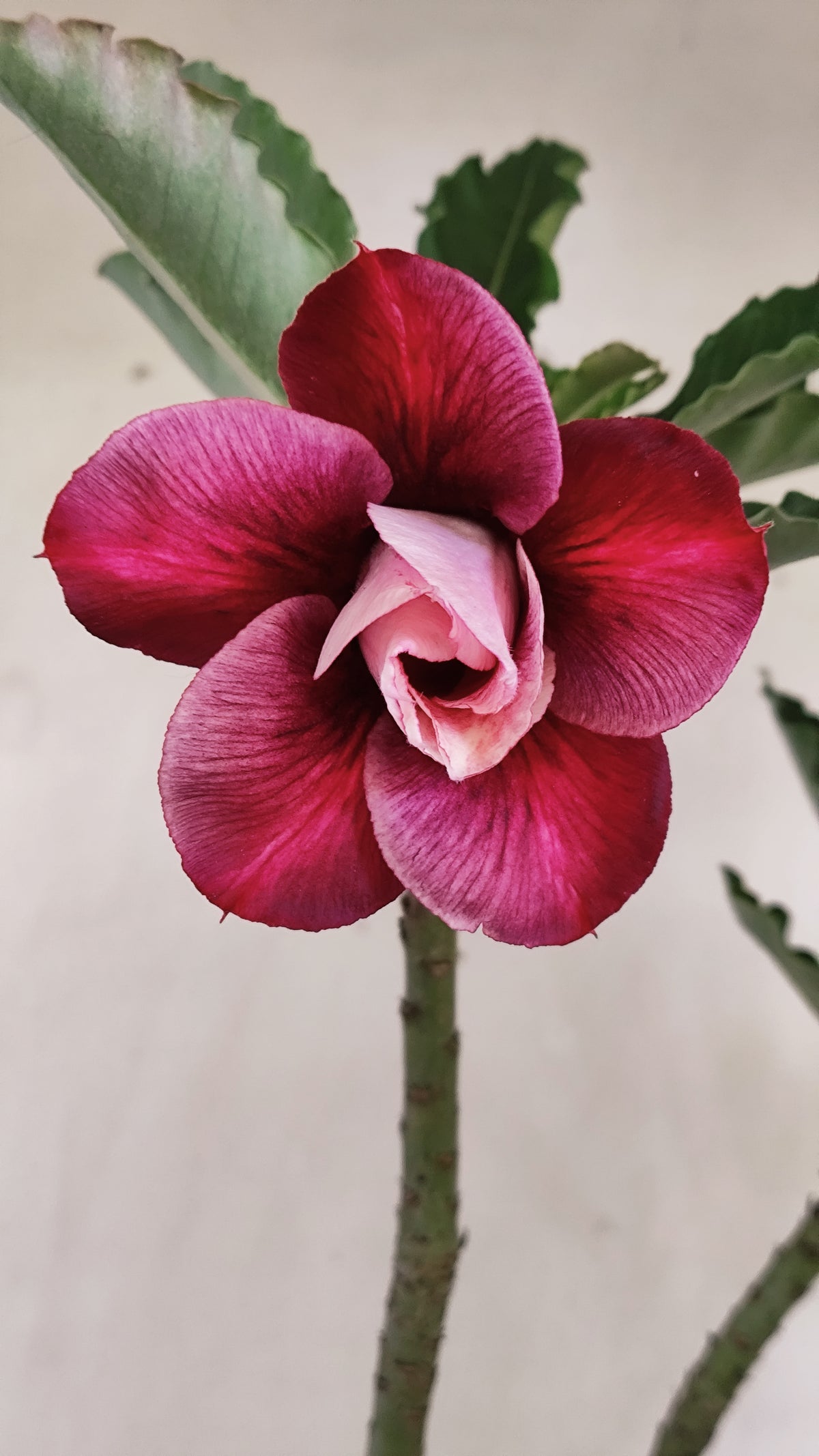 Planta Dobrada 4055 – 30cm – 02 anos - Vaso 15