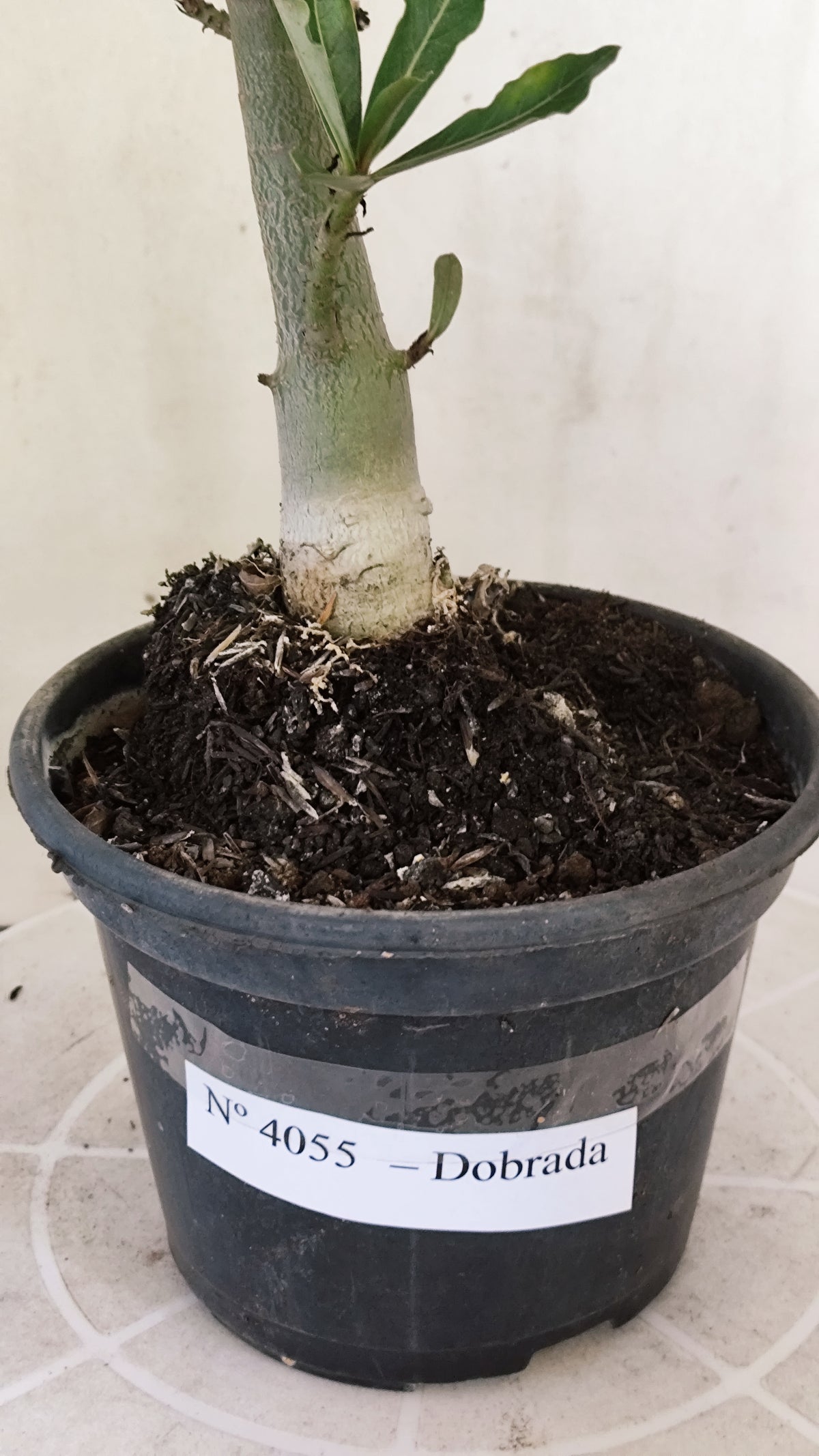 Planta Dobrada 4055 – 30cm – 02 anos - Vaso 15