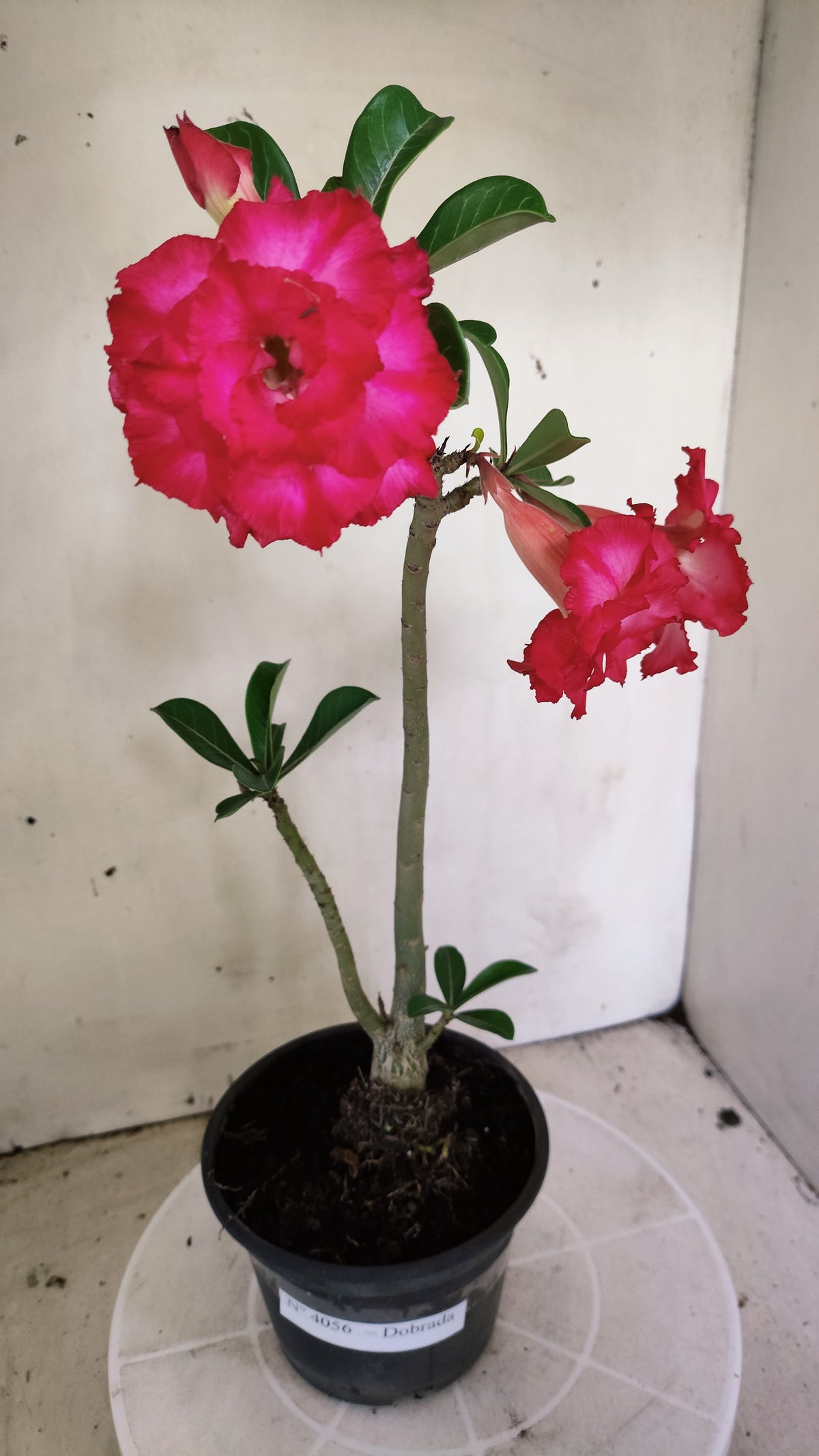 Planta Dobrada 4056 – 30cm – 01 ano - Vaso 15