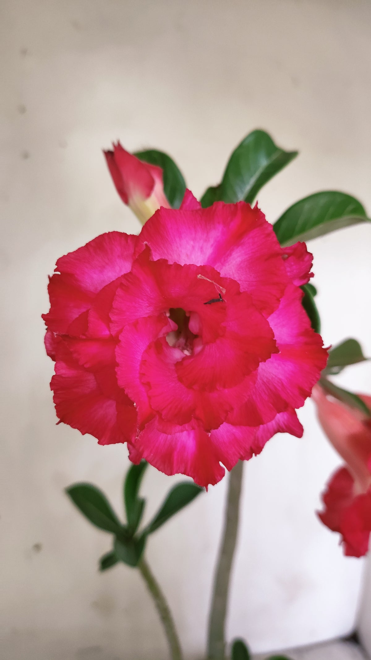 Planta Dobrada 4056 – 30cm – 01 ano - Vaso 15
