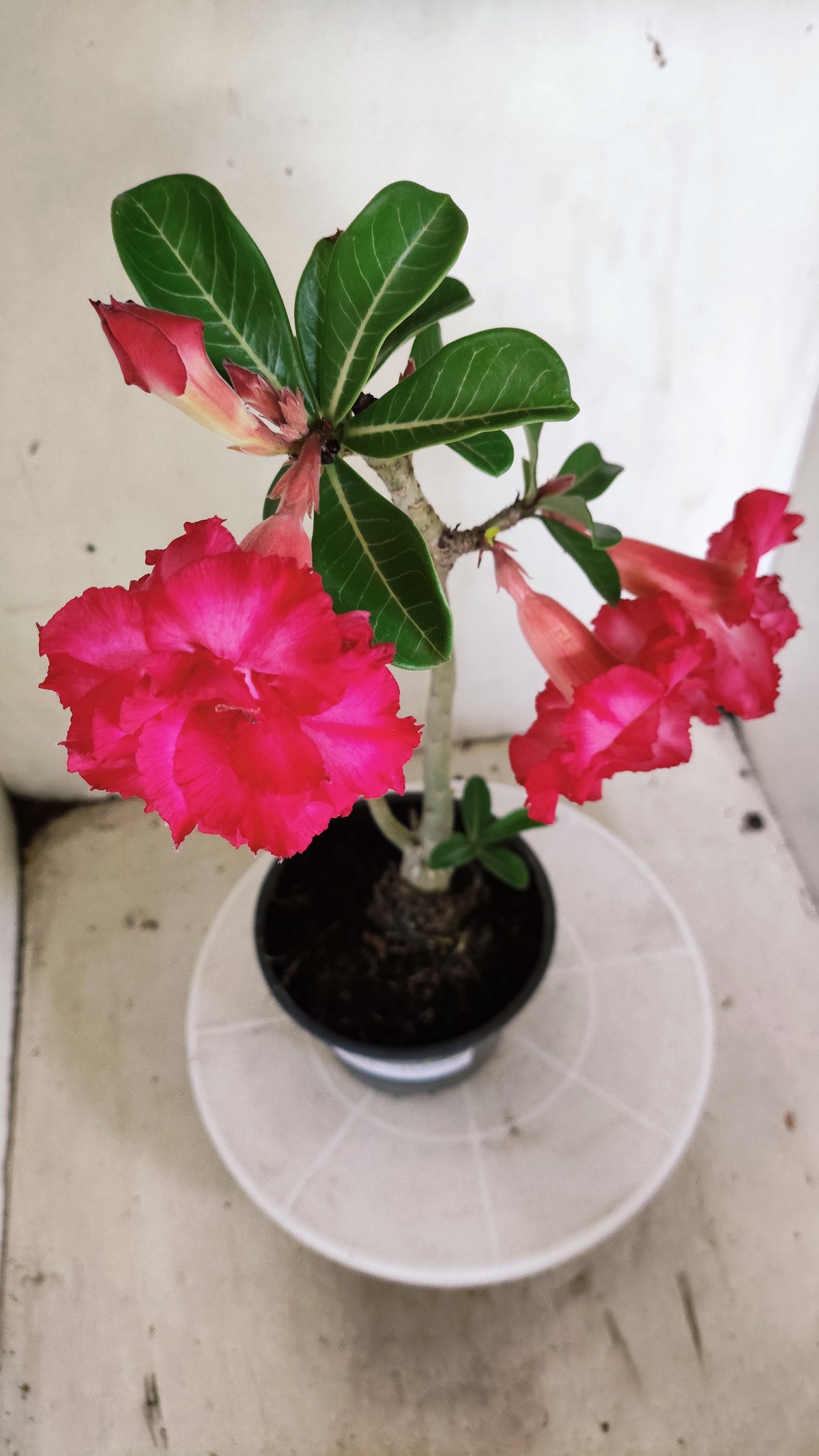 Planta Dobrada 4056 – 30cm – 01 ano - Vaso 15