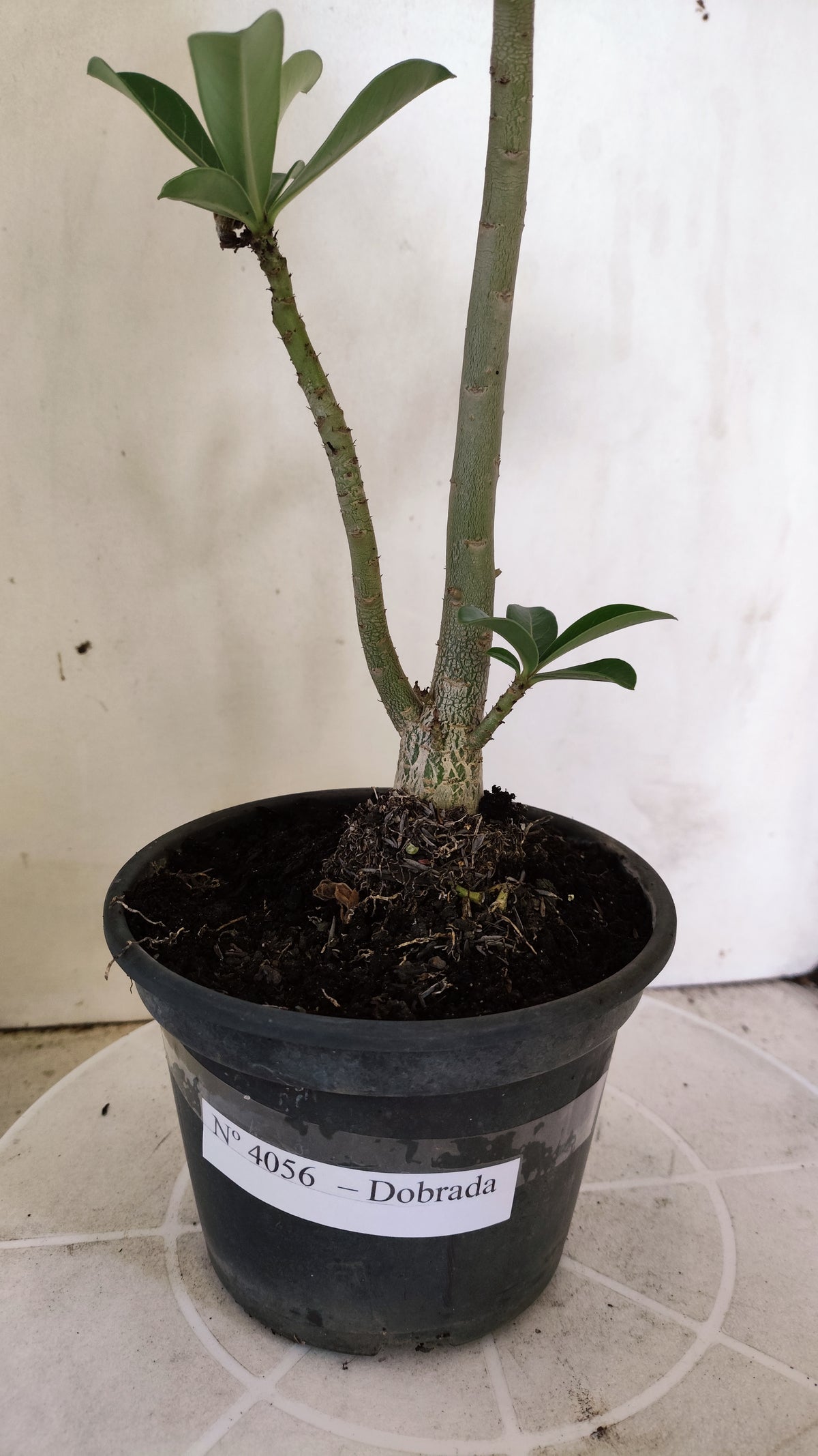 Planta Dobrada 4056 – 30cm – 01 ano - Vaso 15