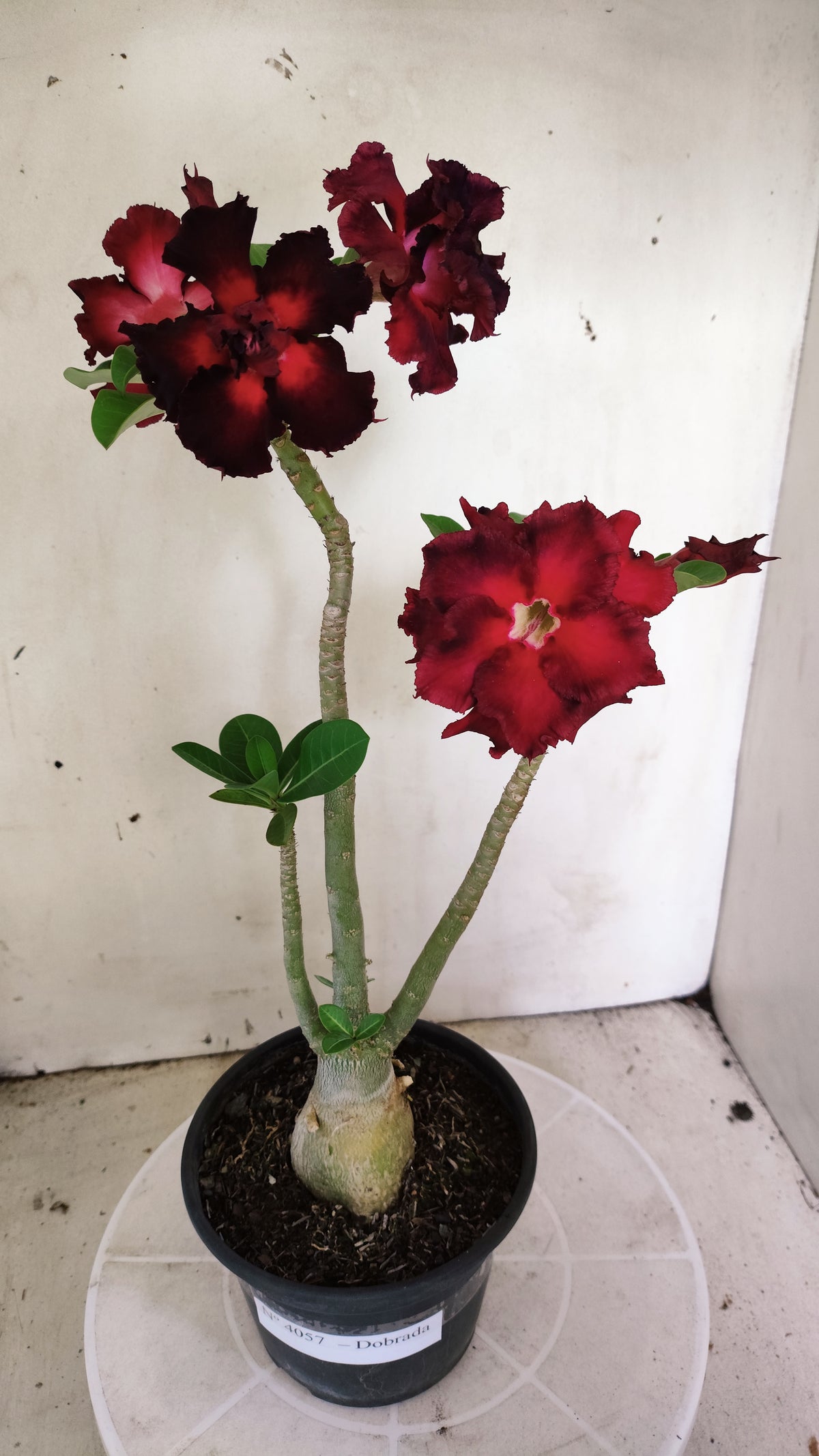 Planta Dobrada 4057 – 30cm – 02 anos - Vaso 15